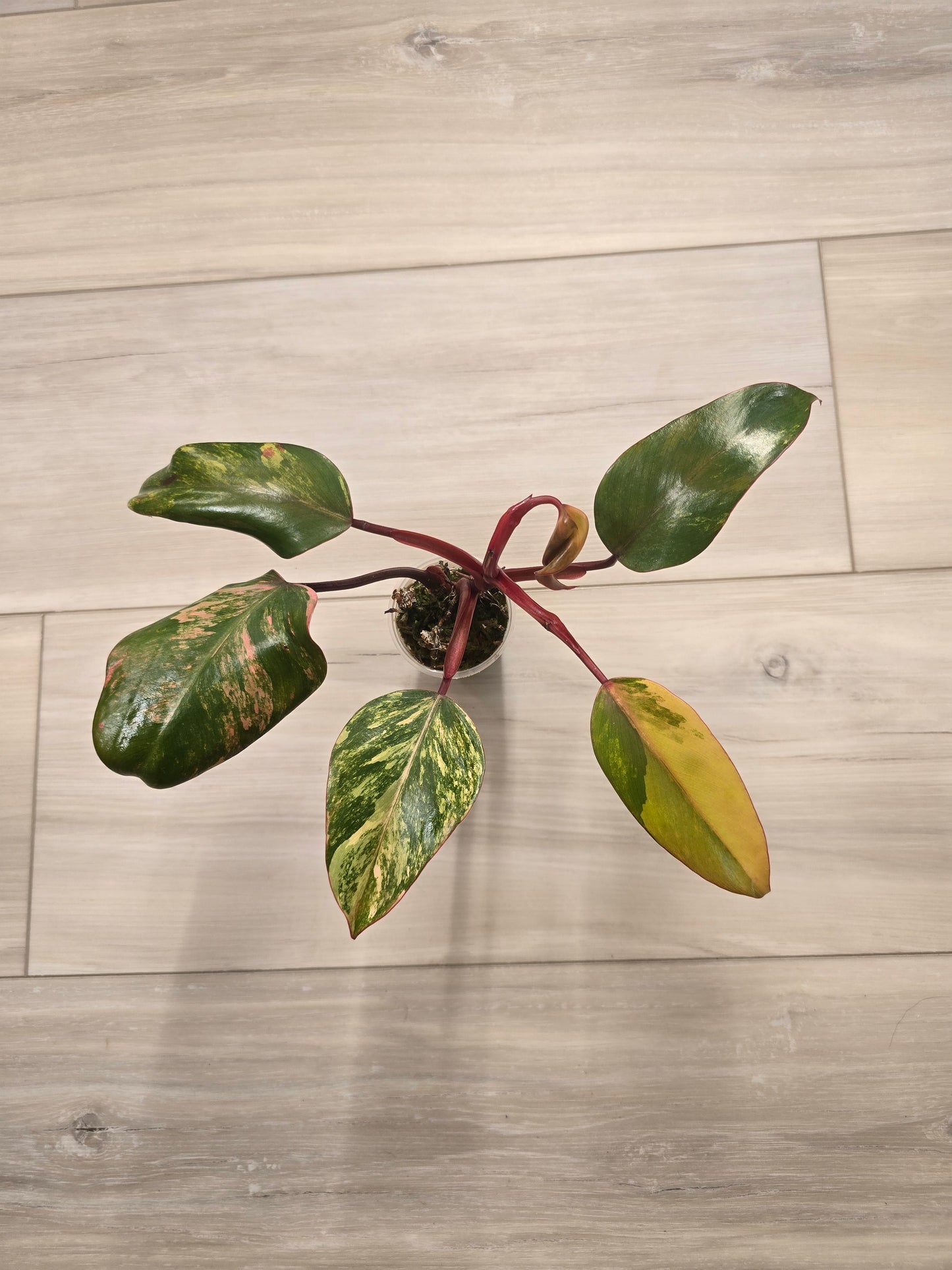 Philodendron Strawberry Shake #1