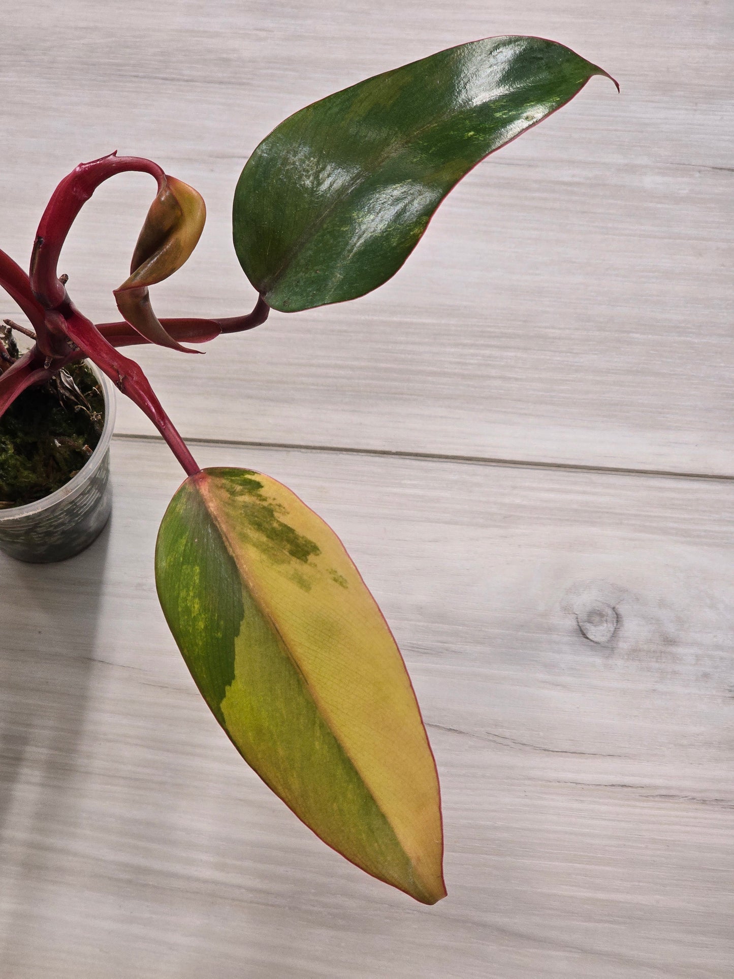 Philodendron Strawberry Shake #1