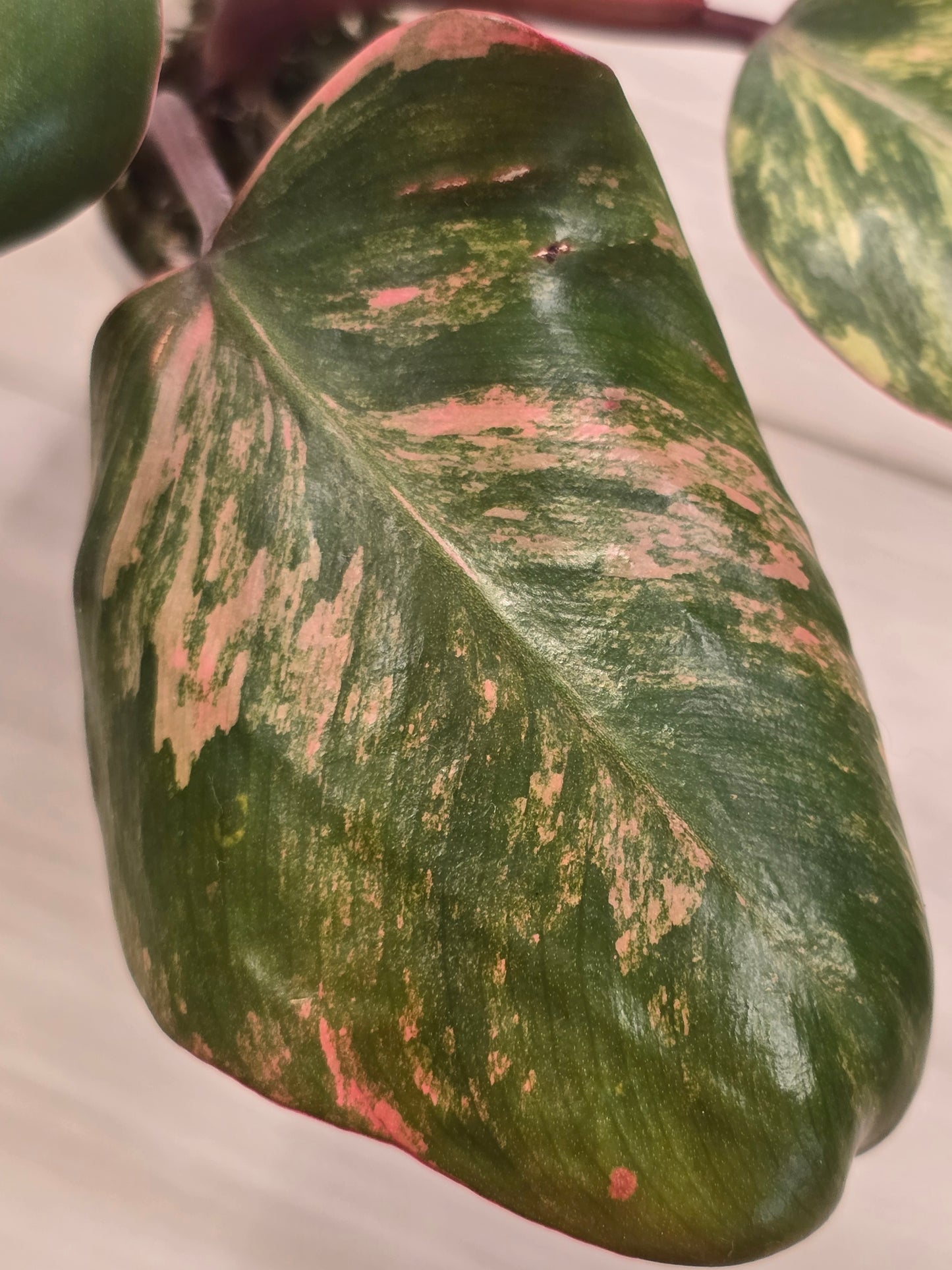 Philodendron Strawberry Shake #1