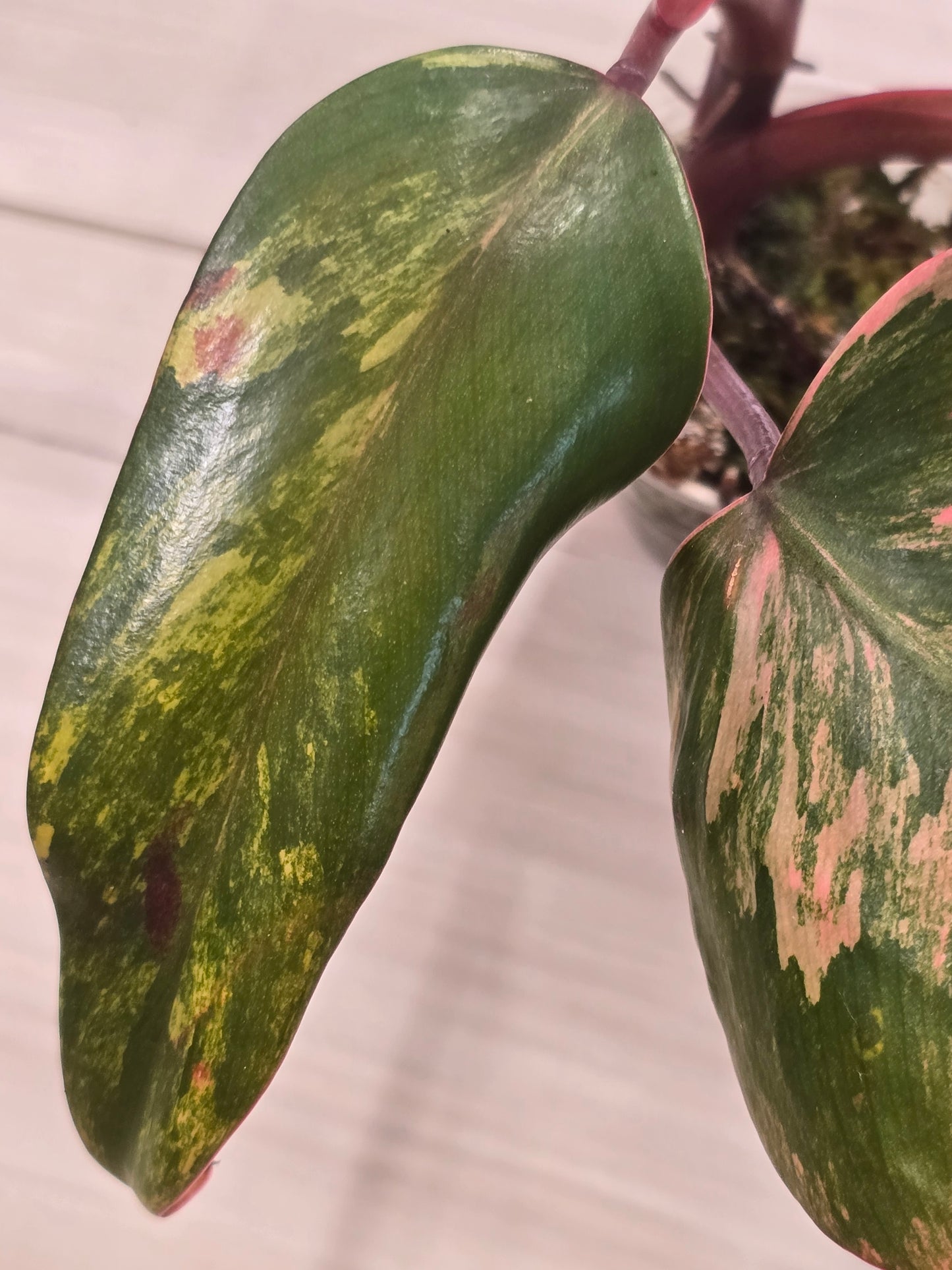 Philodendron Strawberry Shake #1