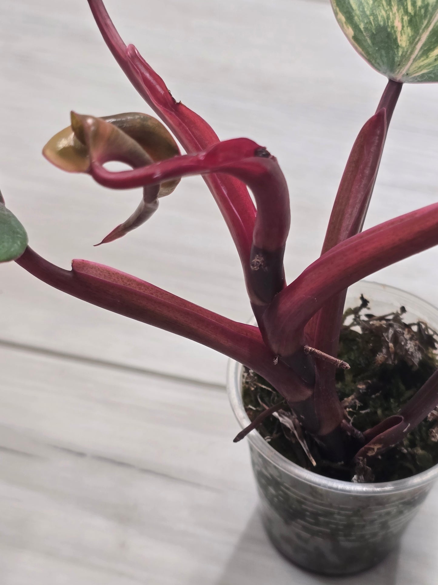Philodendron Strawberry Shake #1