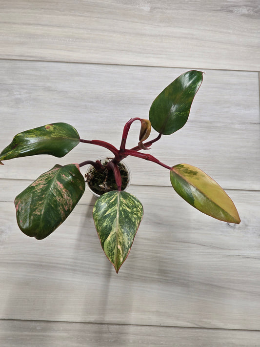 Philodendron Strawberry Shake #1