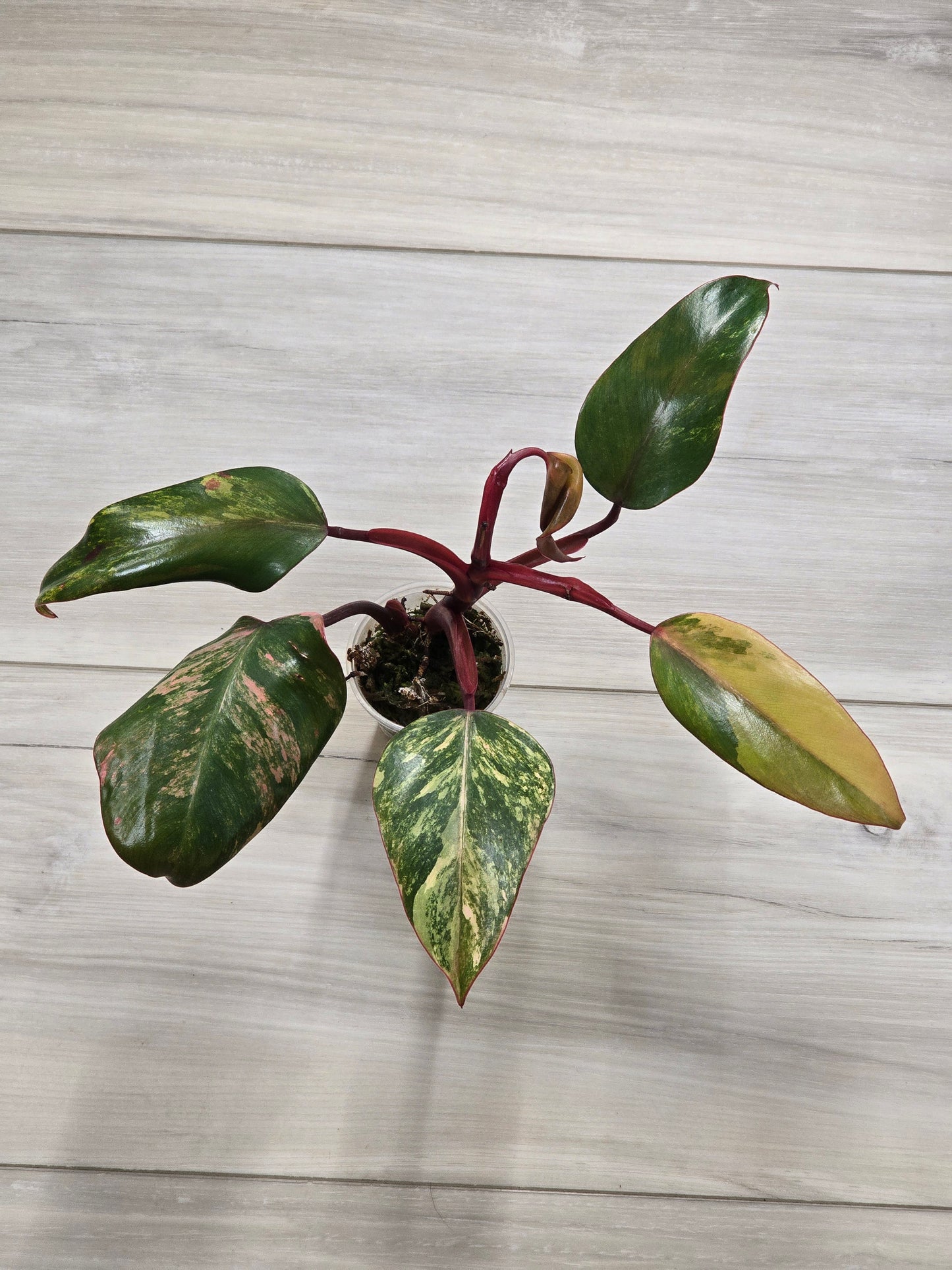 Philodendron Strawberry Shake #1