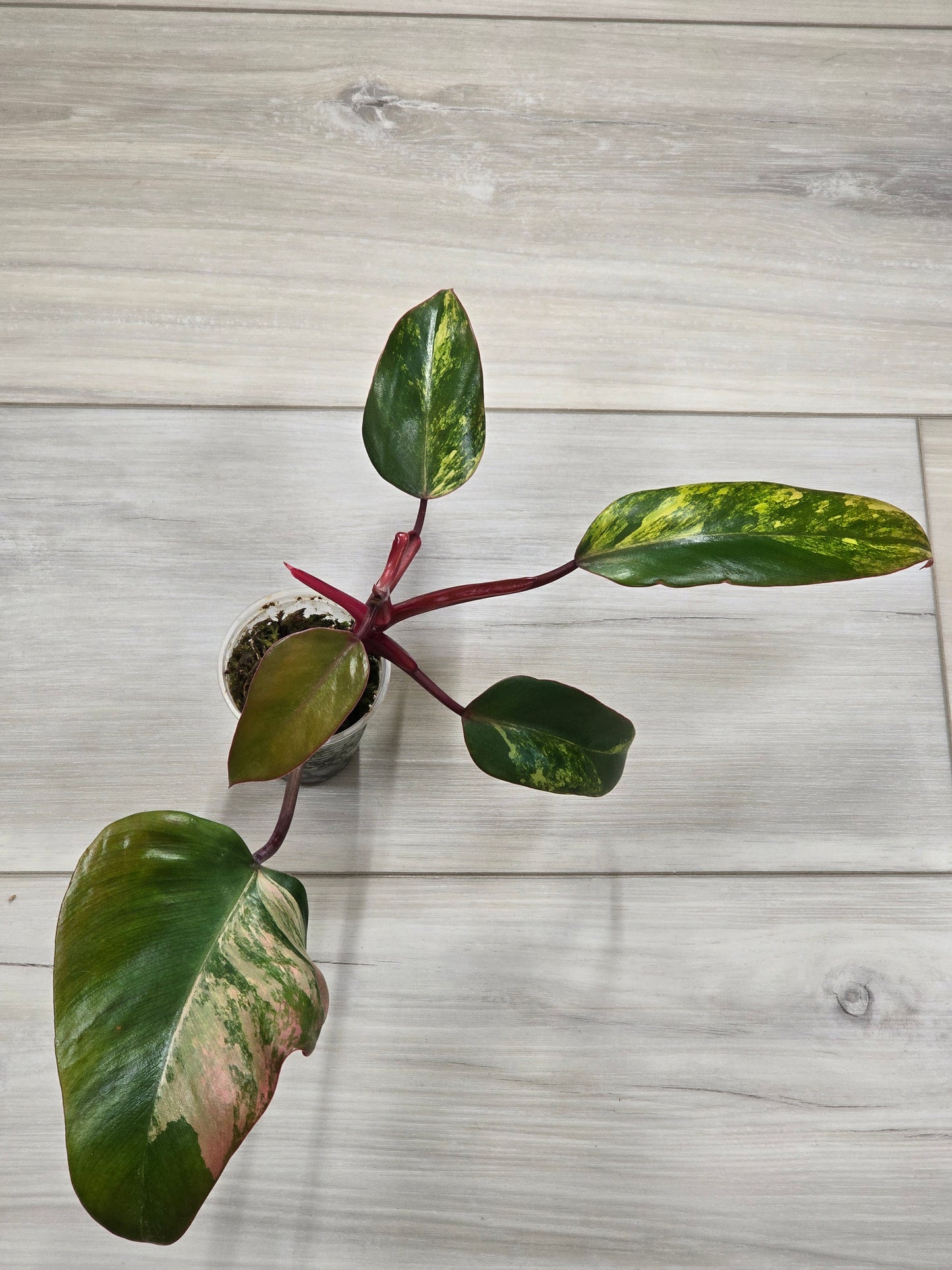 Philodendron Strawberry Shake #2