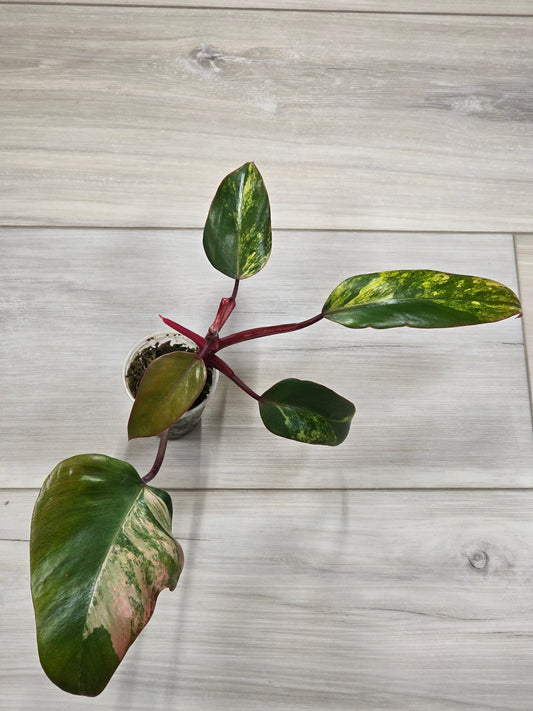 Philodendron Strawberry Shake #2