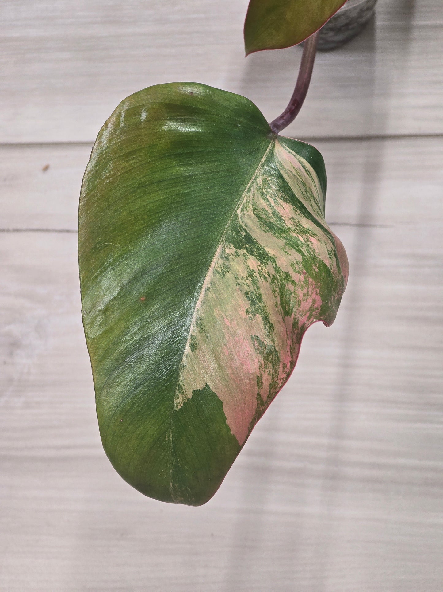 Philodendron Strawberry Shake #2