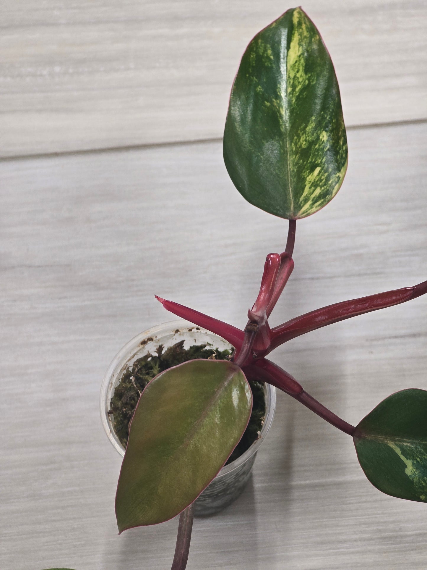 Philodendron Strawberry Shake #2