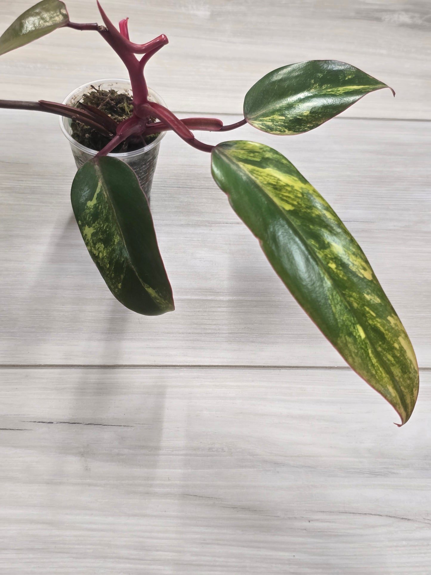 Philodendron Strawberry Shake #2