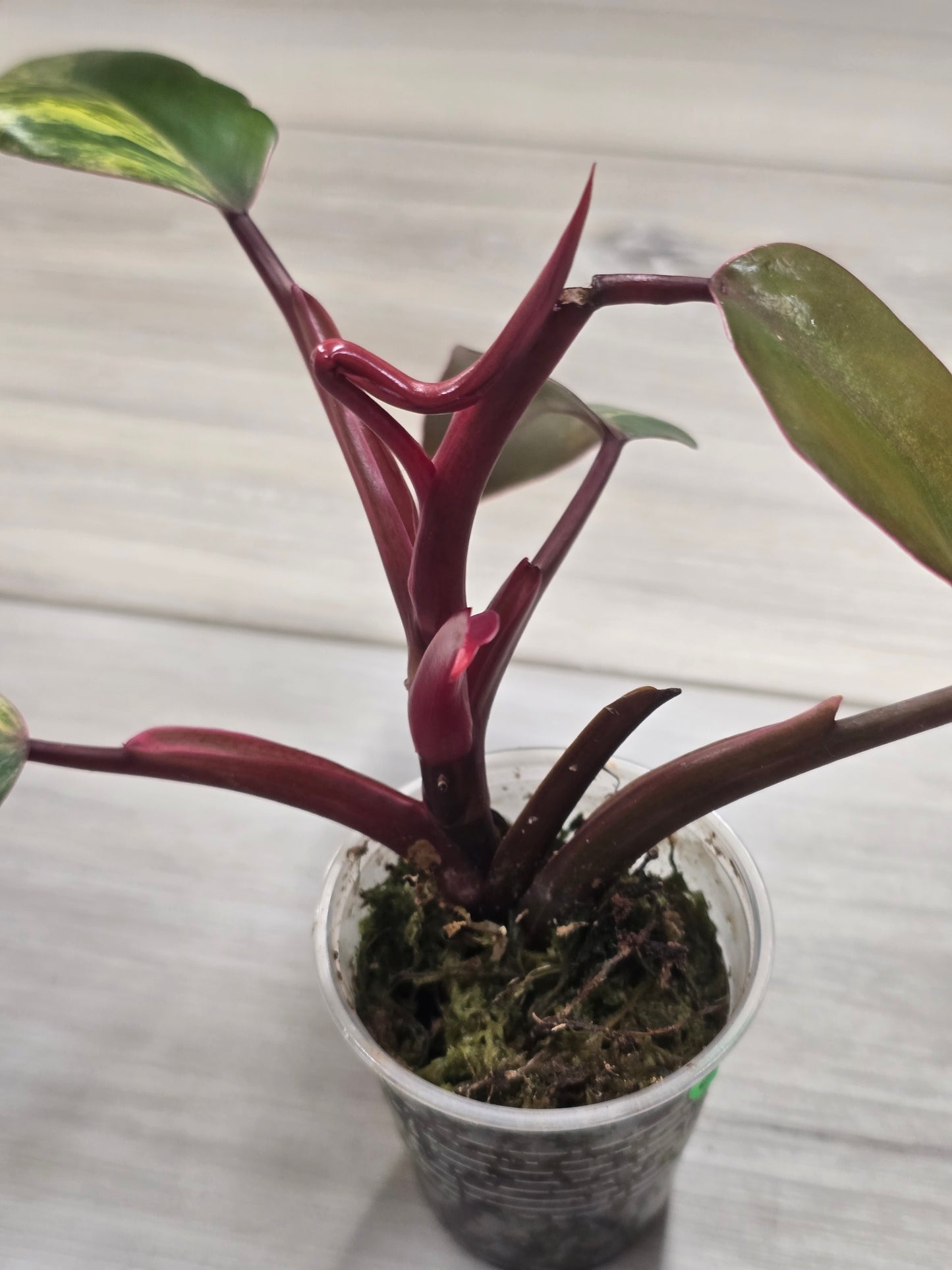 Philodendron Strawberry Shake #2