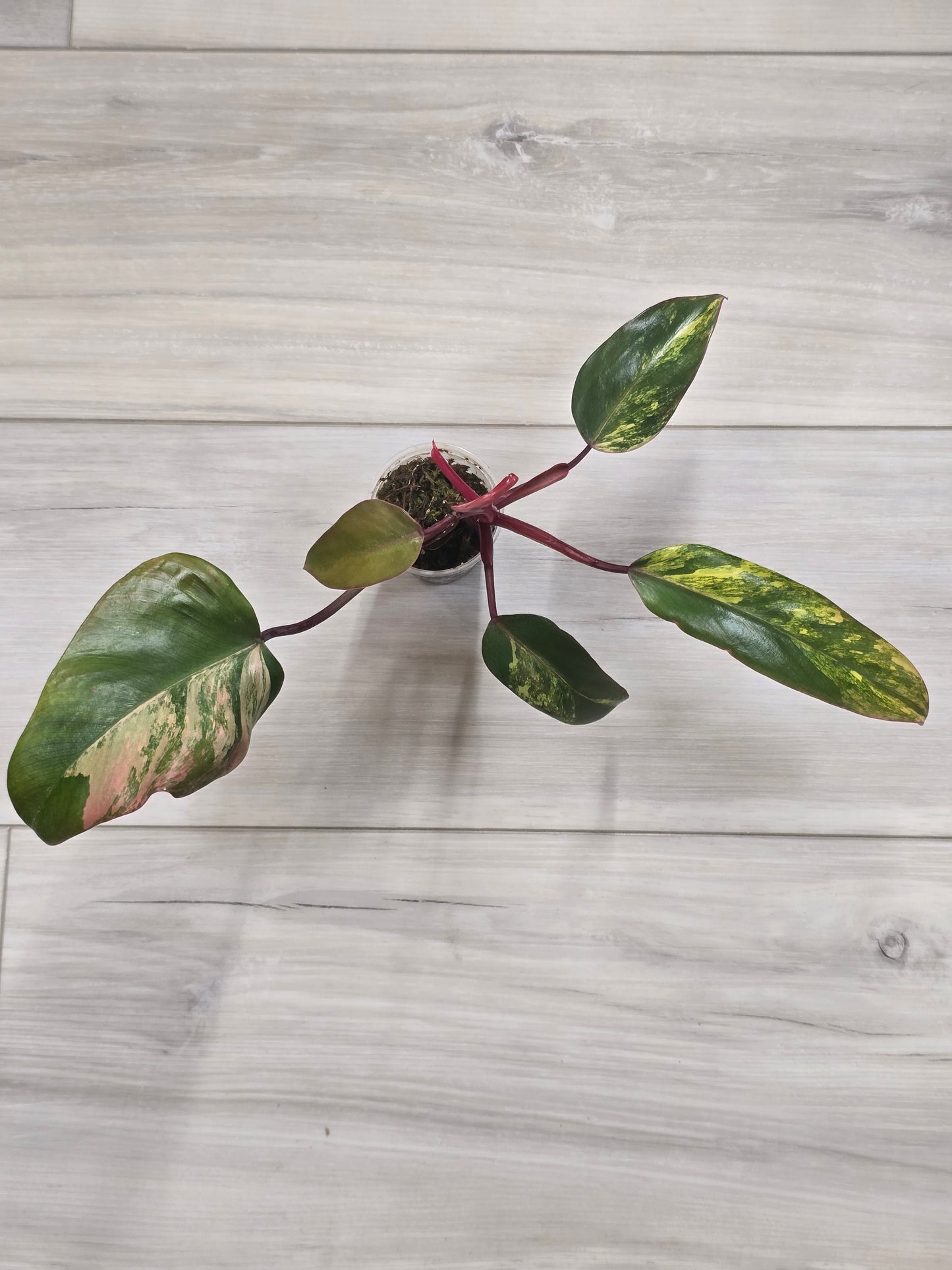 Philodendron Strawberry Shake #2