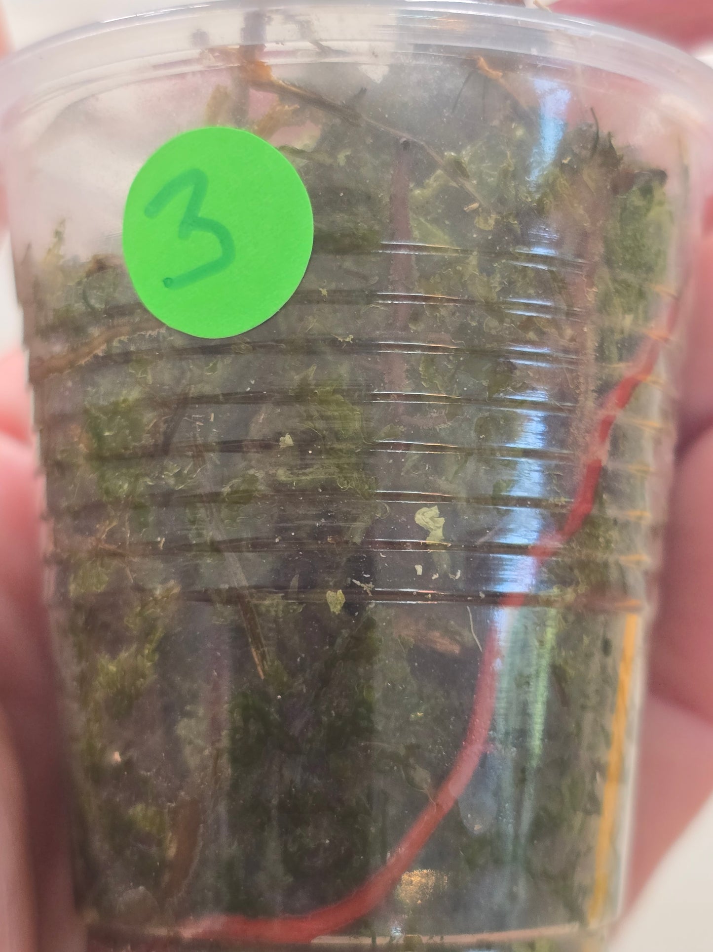 Philodendron Strawberry Shake #3