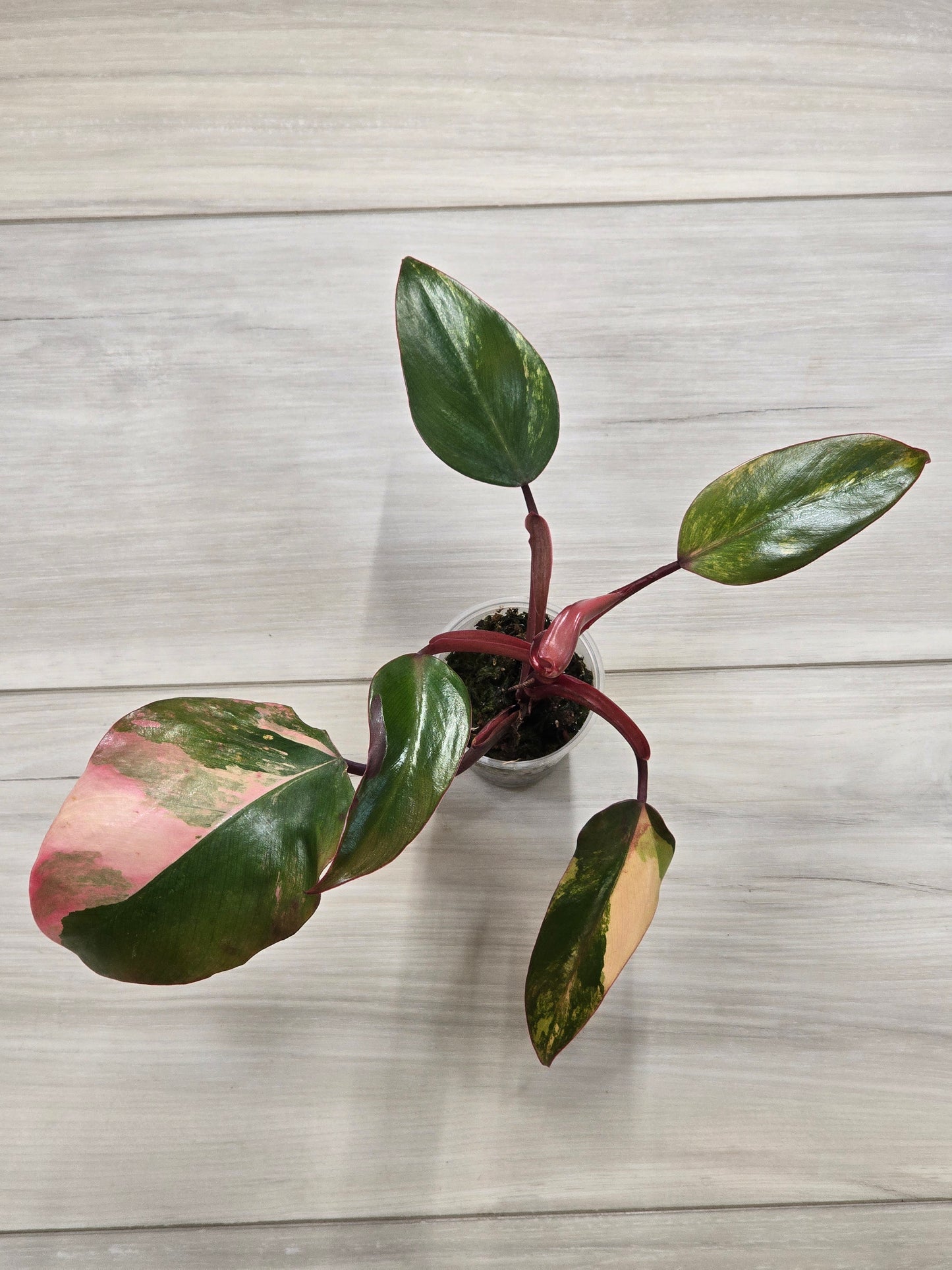 Philodendron Strawberry Shake #3