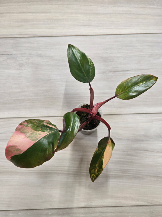 Philodendron Strawberry Shake #3