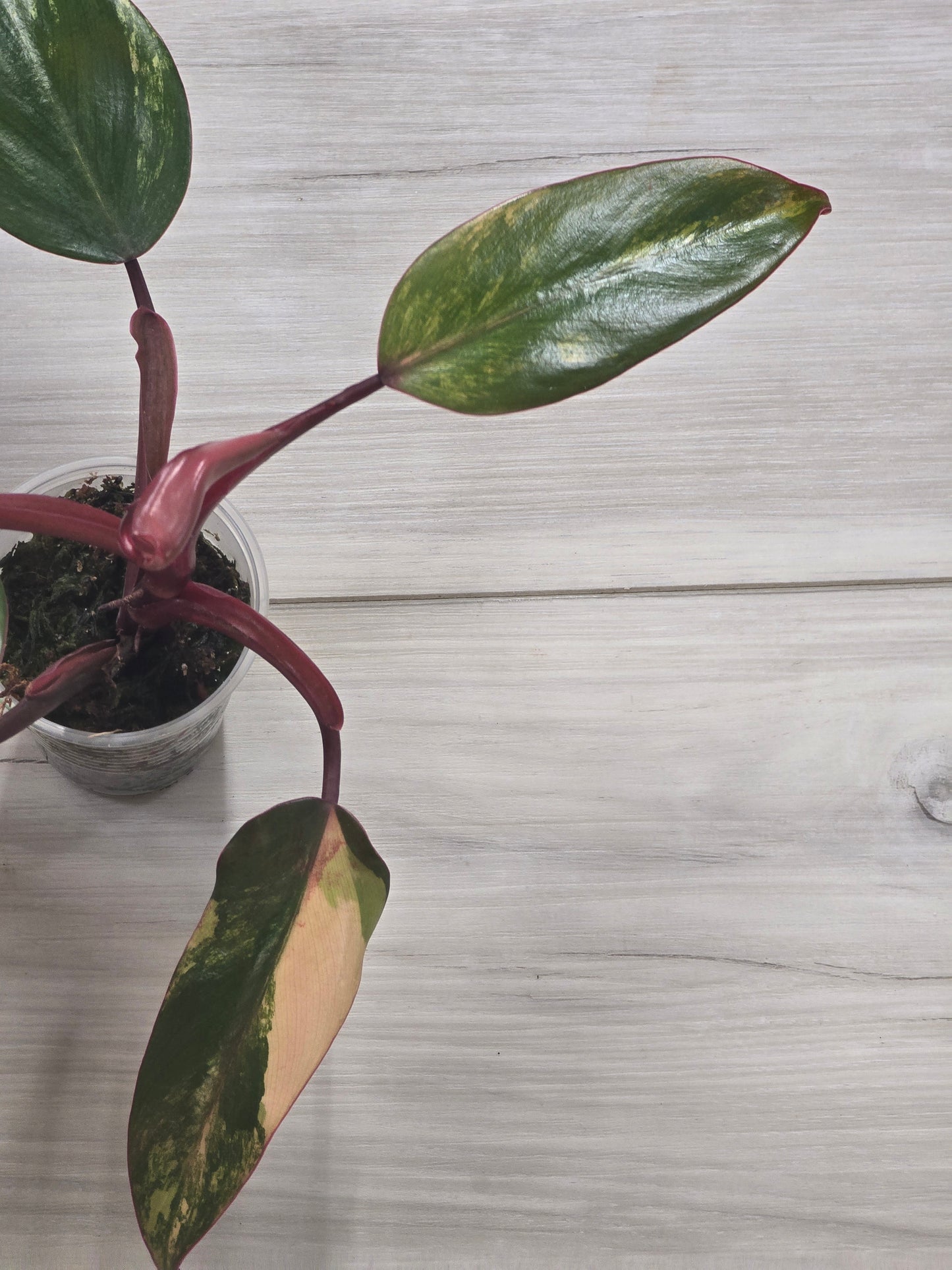 Philodendron Strawberry Shake #3