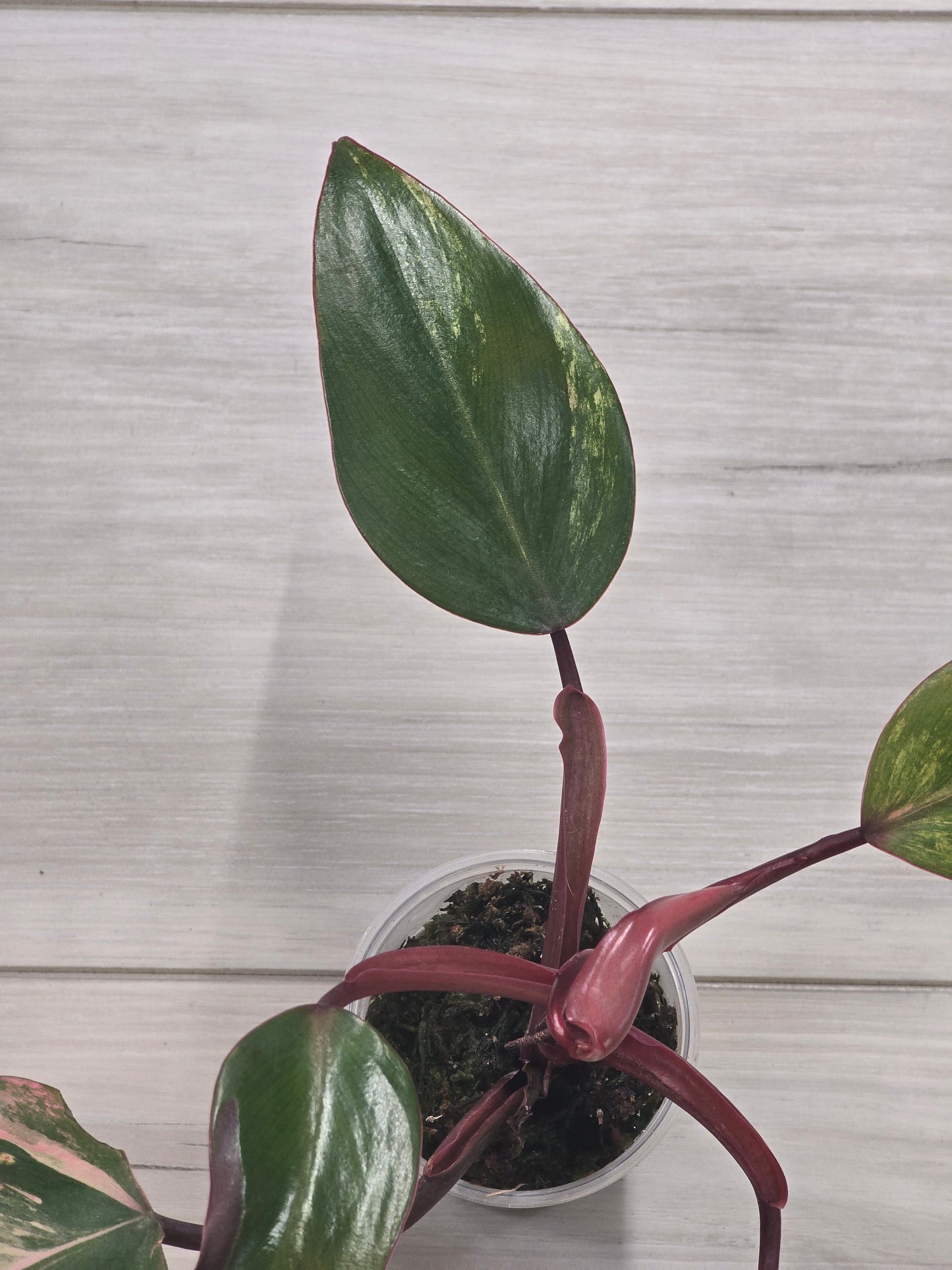 Philodendron Strawberry Shake #3