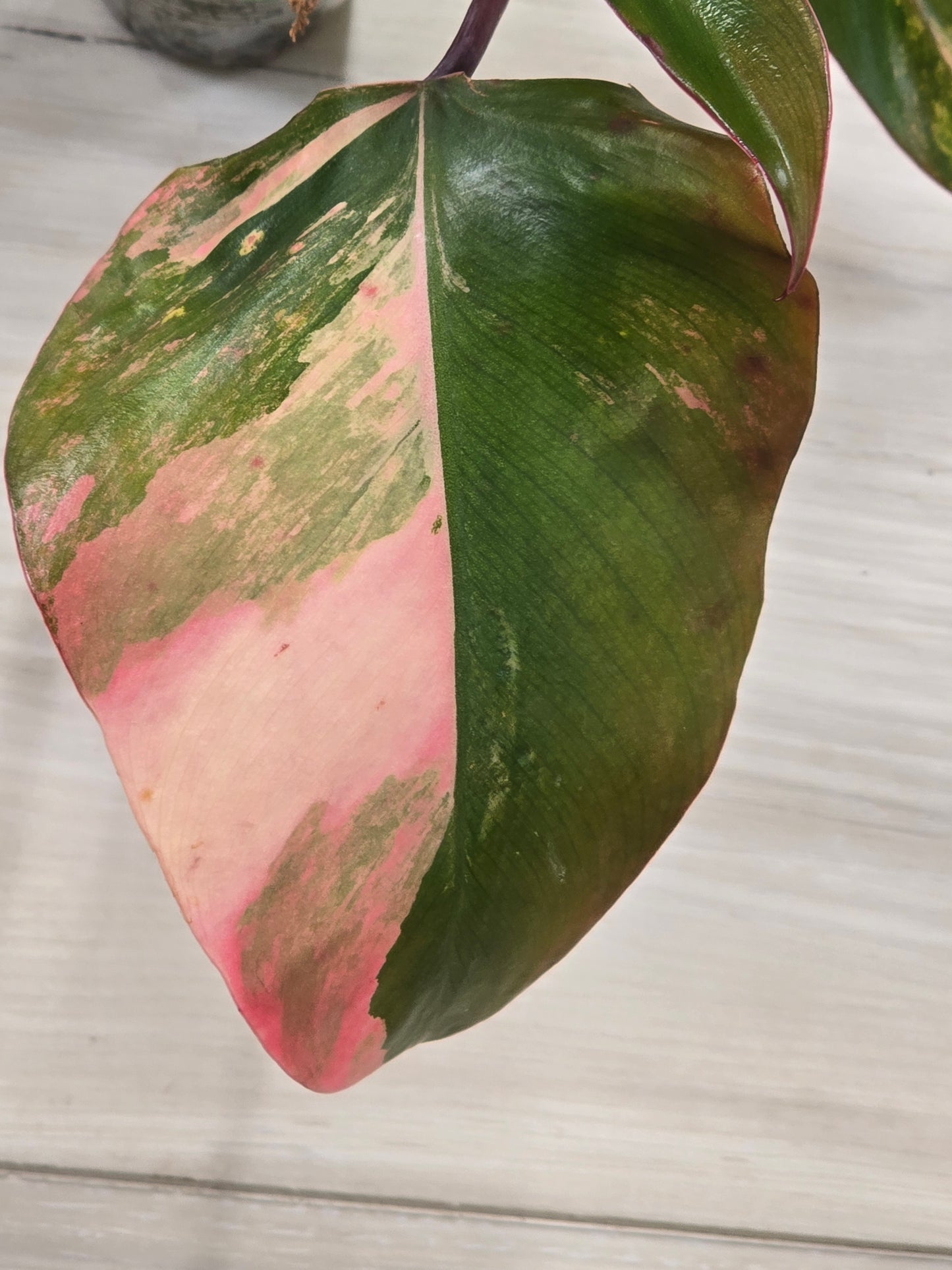 Philodendron Strawberry Shake #3