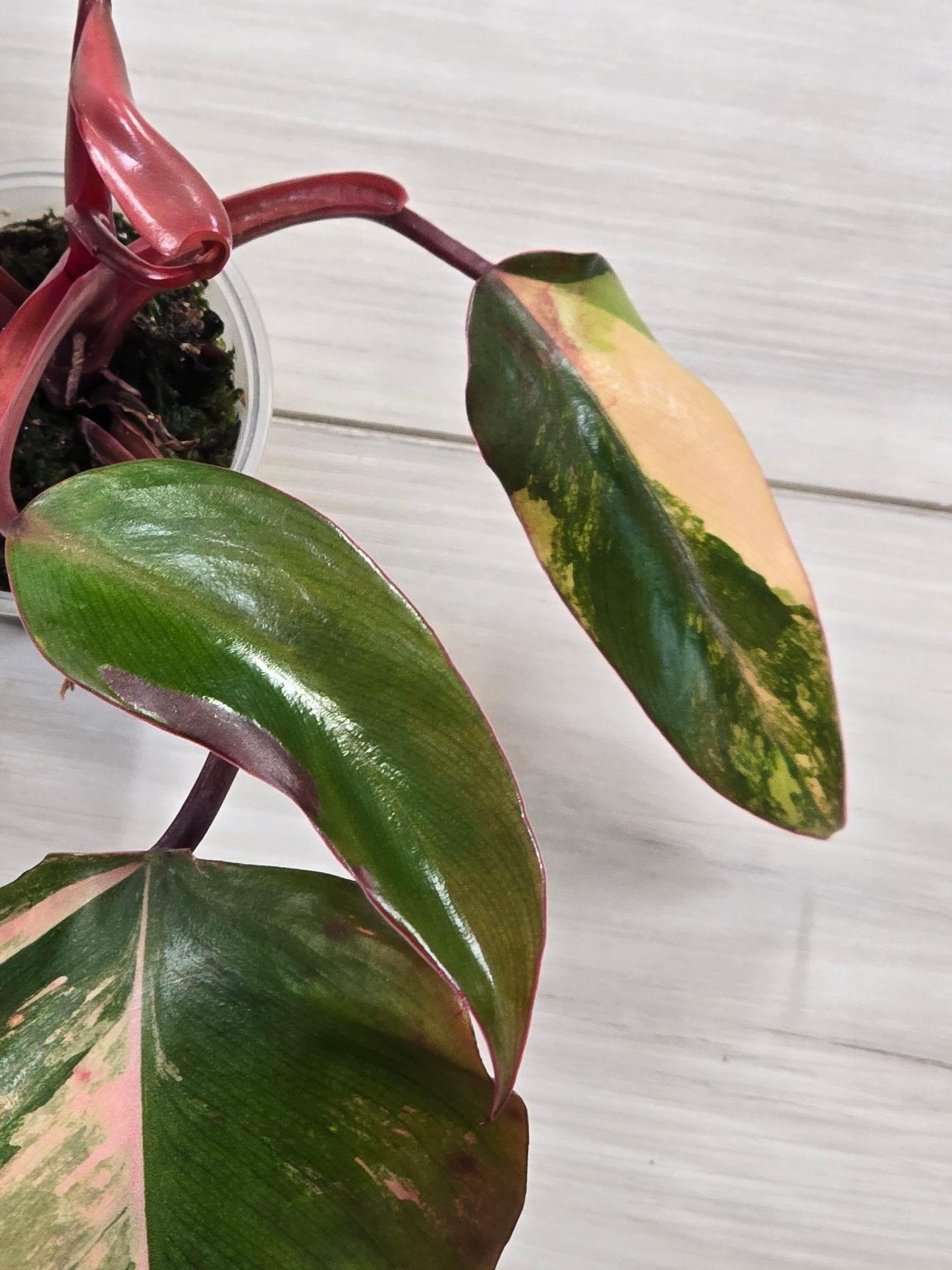 Philodendron Strawberry Shake #3