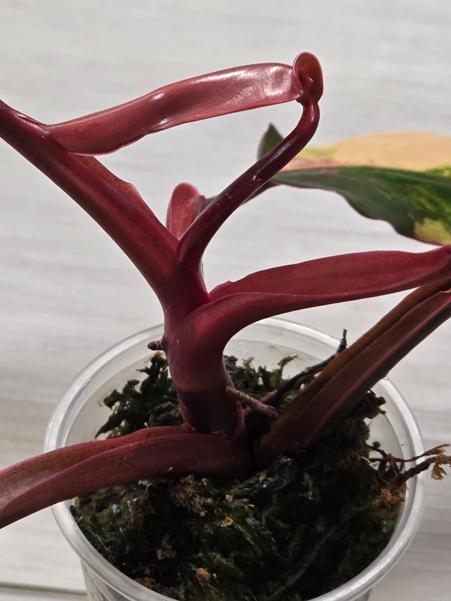 Philodendron Strawberry Shake #3