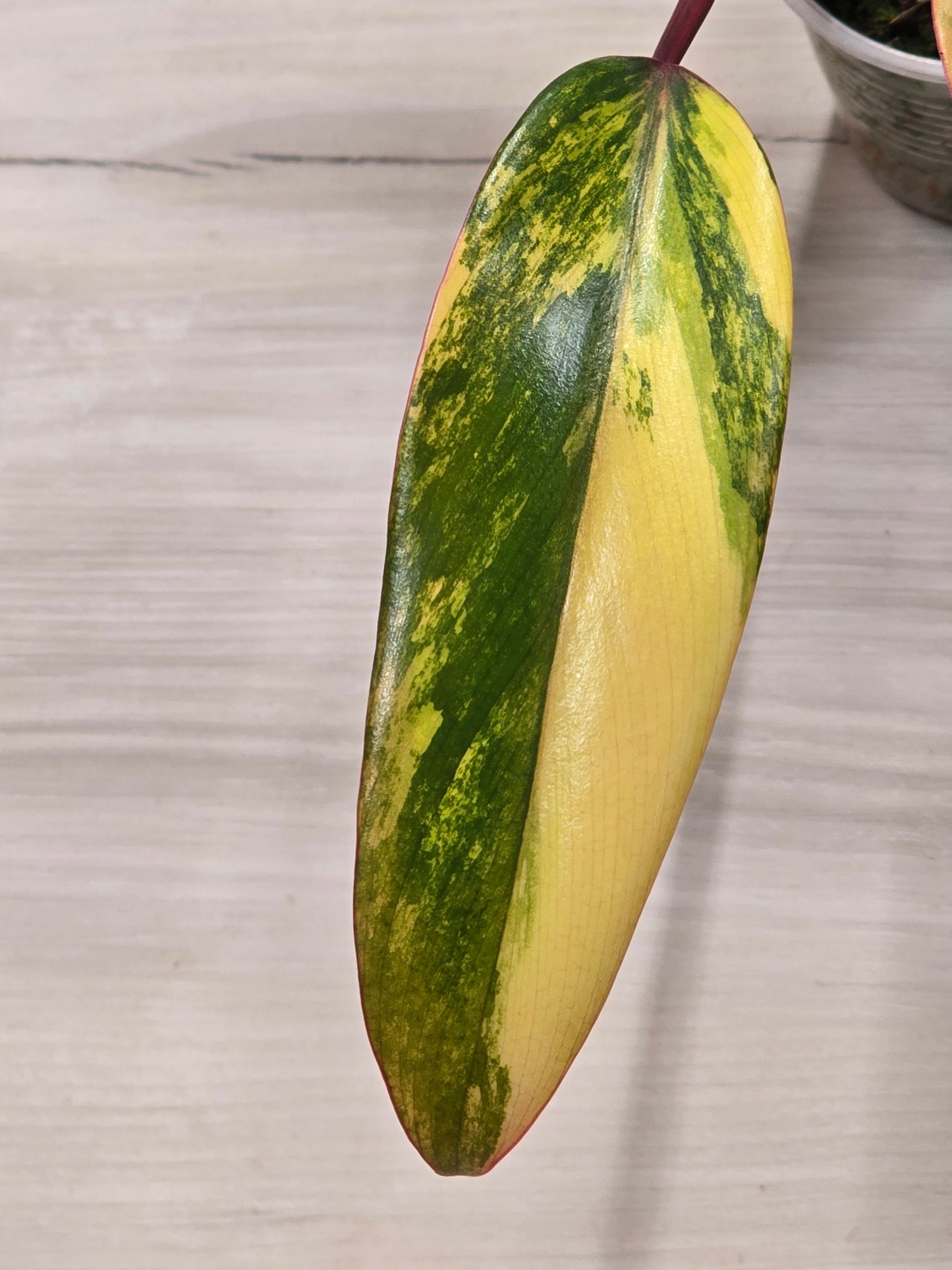 Philodendron Strawberry Shake #4