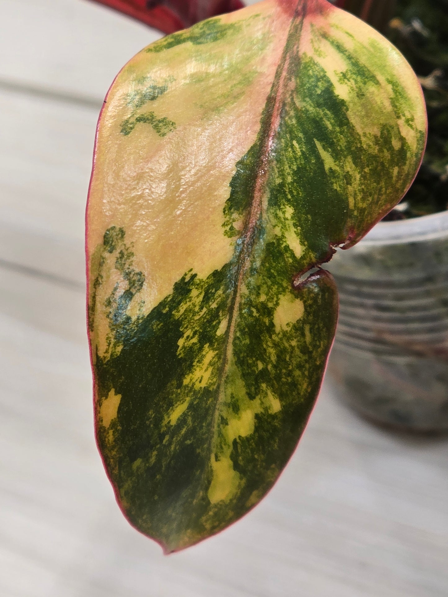 Philodendron Strawberry Shake #4
