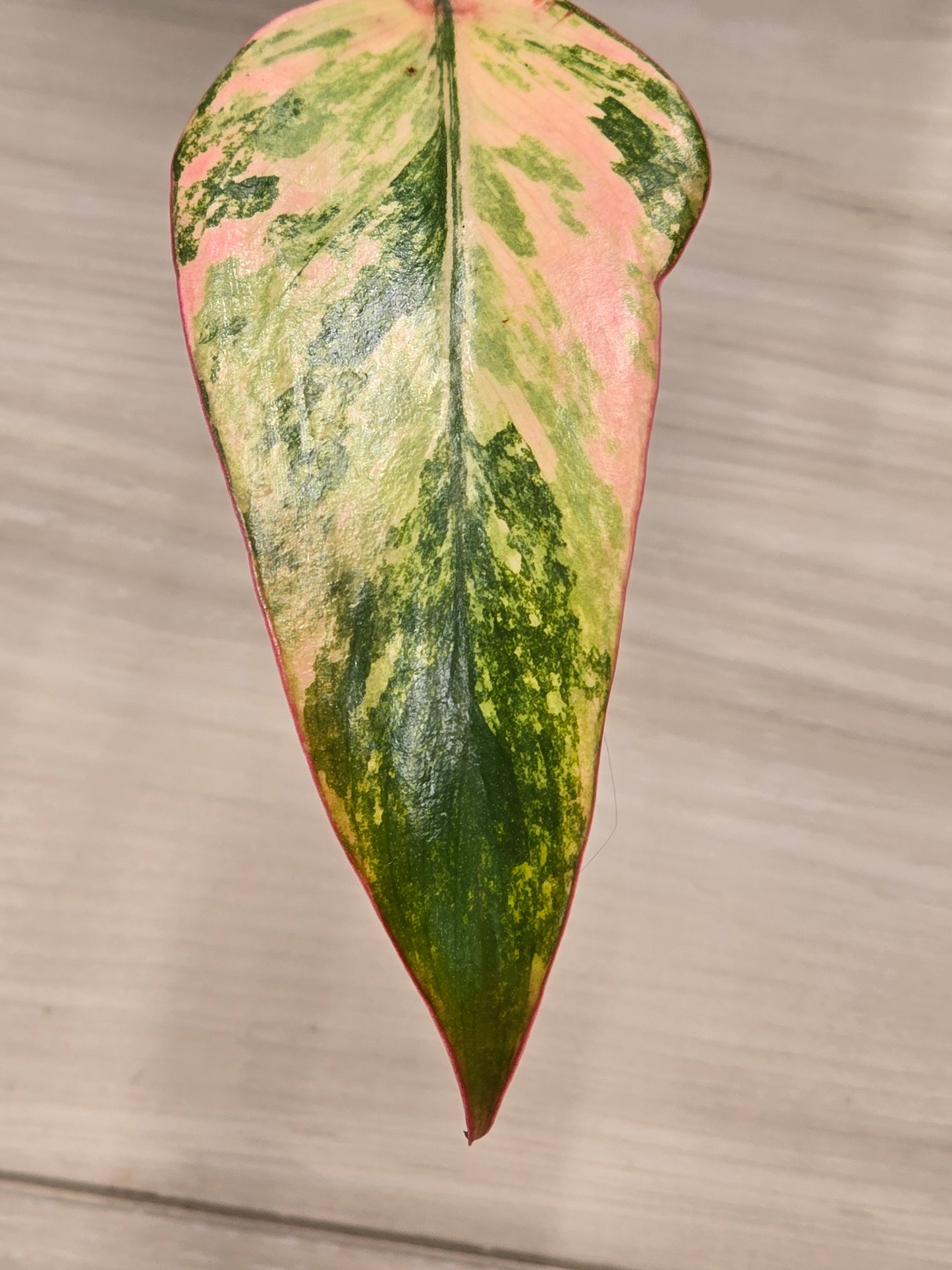 Philodendron Strawberry Shake #4