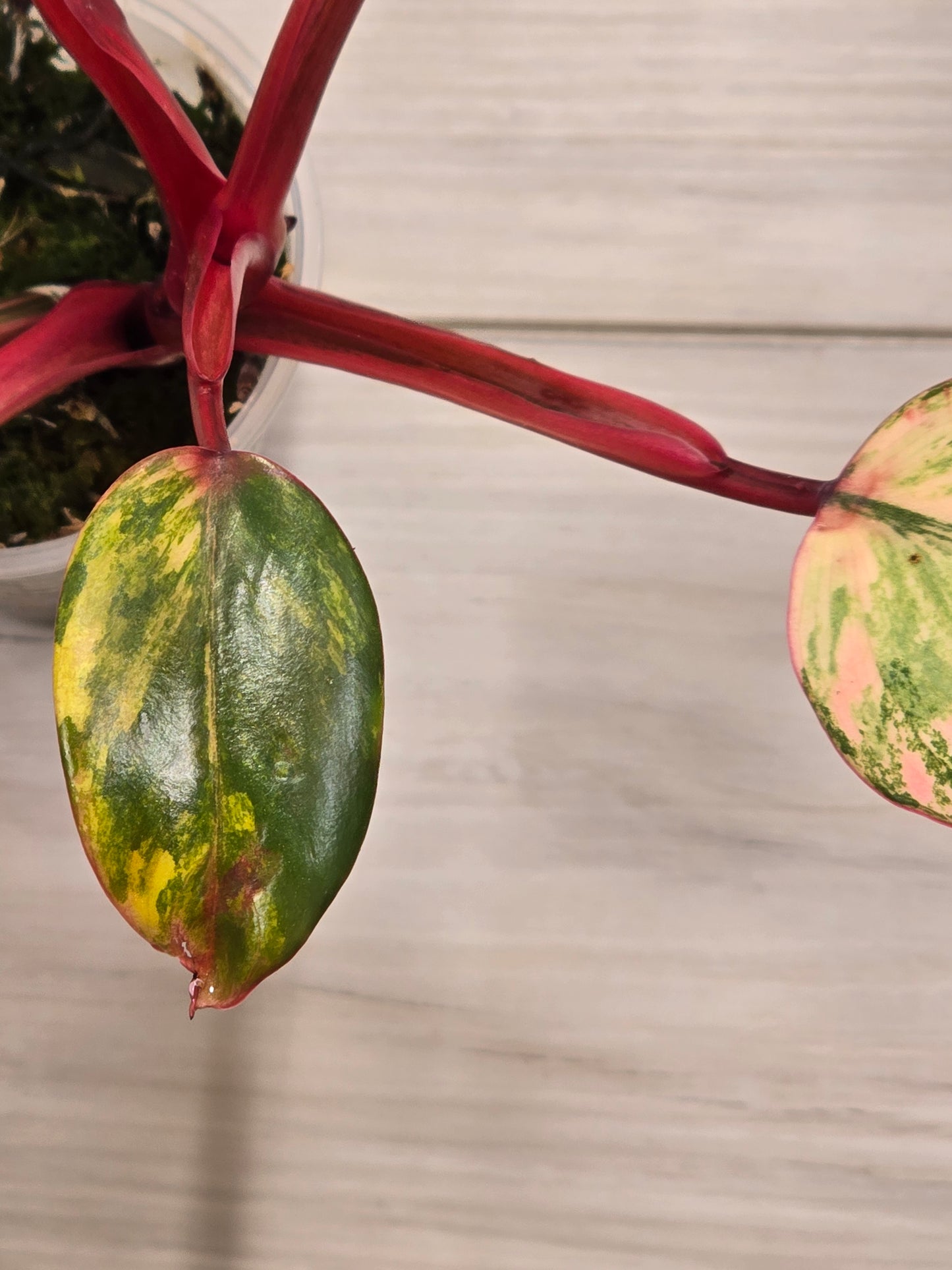 Philodendron Strawberry Shake #4
