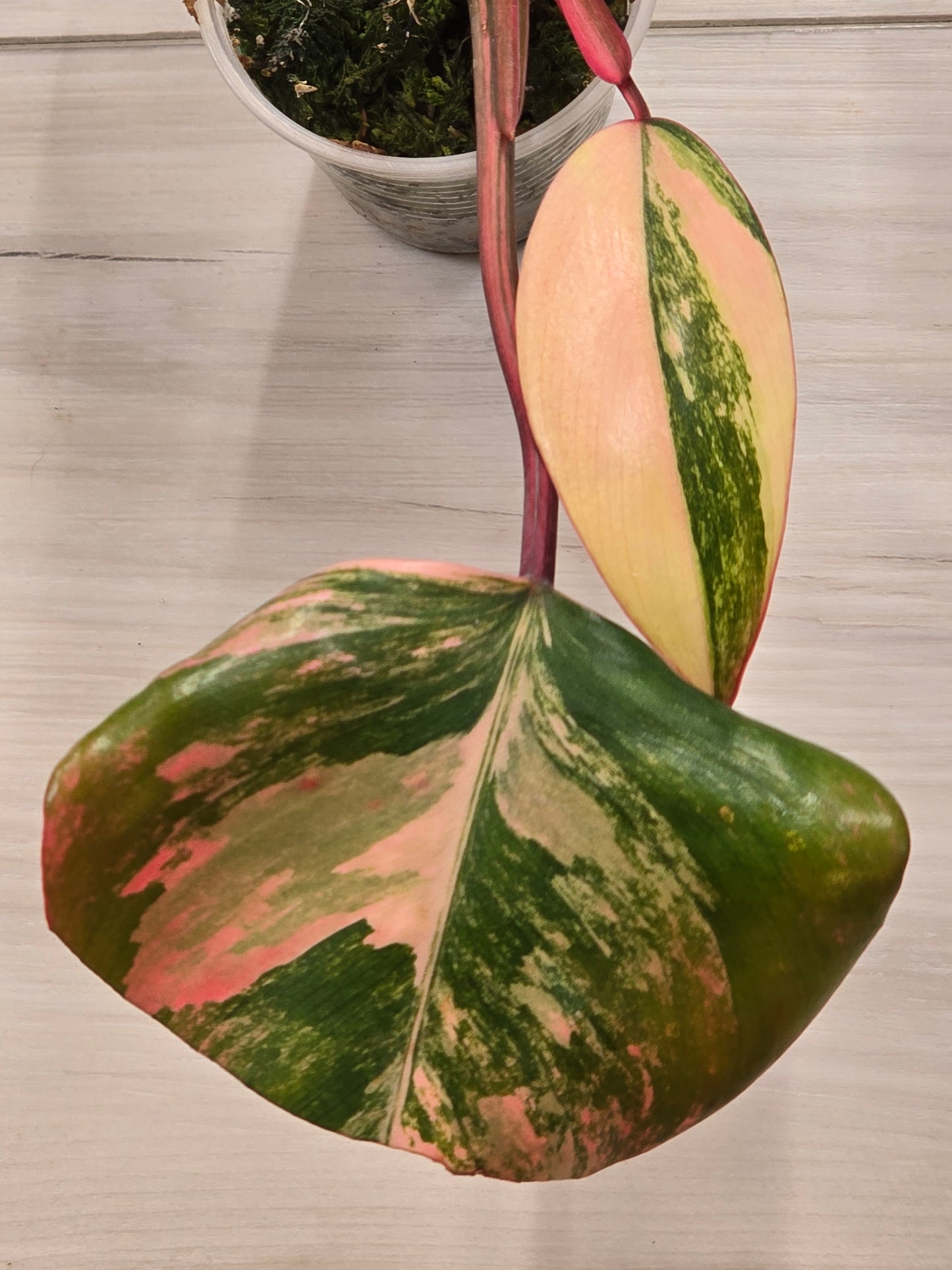 Philodendron Strawberry Shake #4