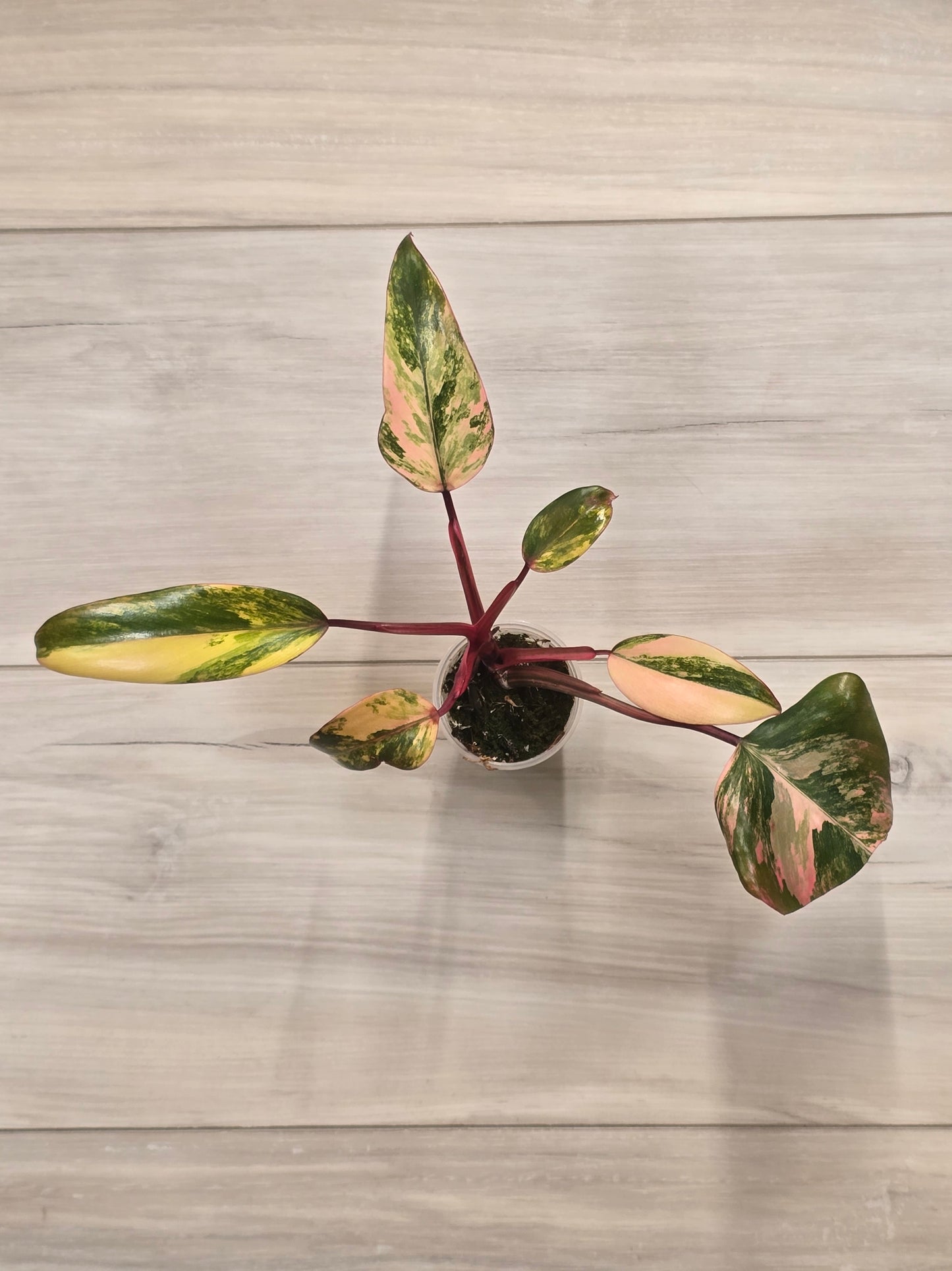 Philodendron Strawberry Shake #4