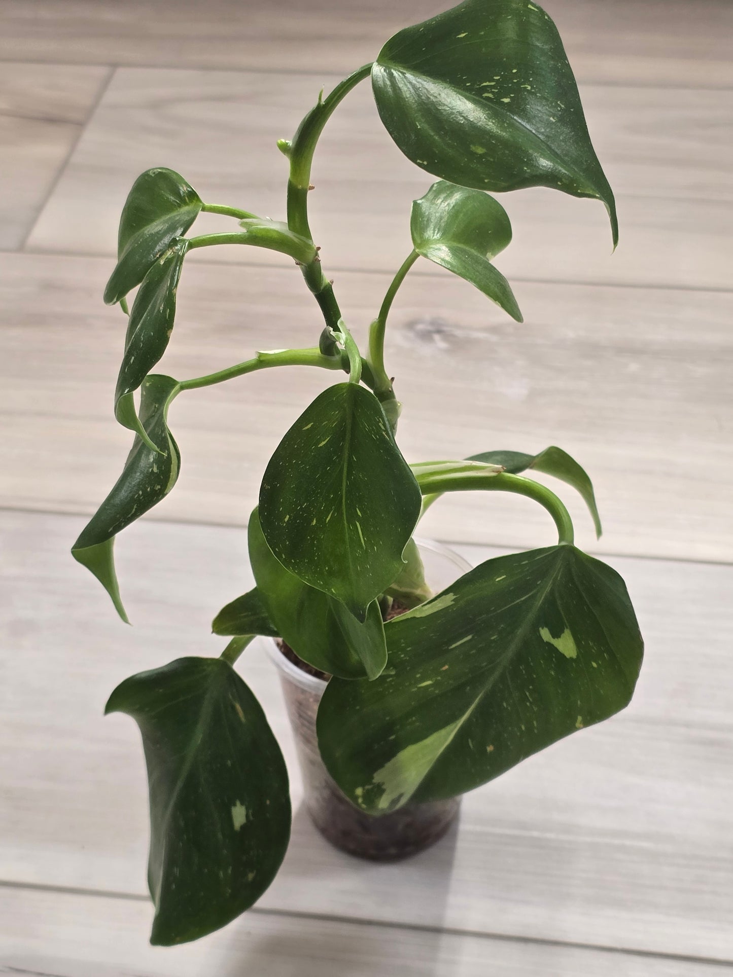 Philodendron White Wizard #1