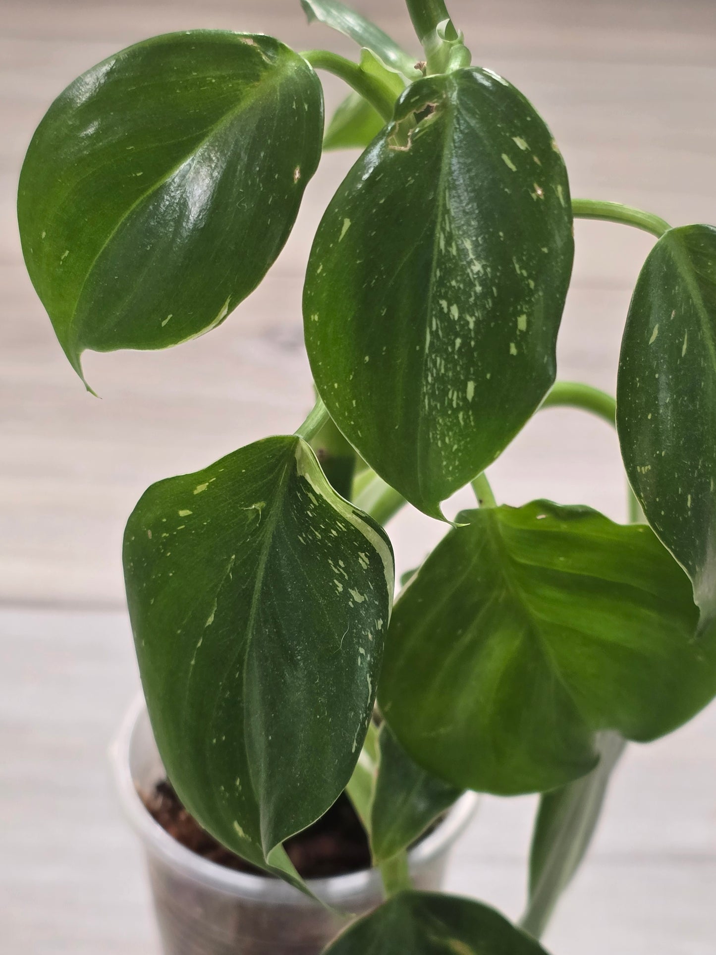 Philodendron White Wizard #1