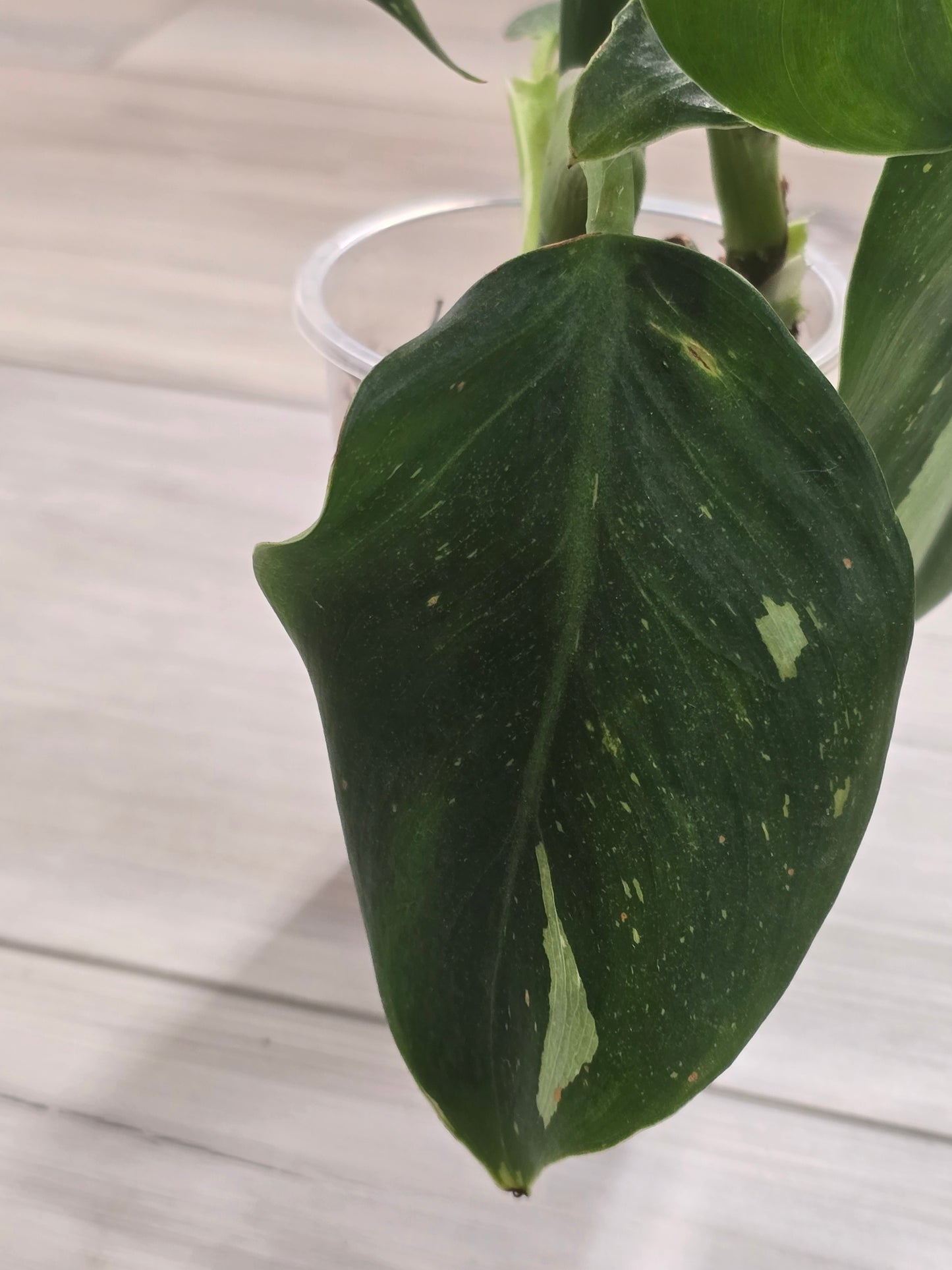 Philodendron White Wizard #1