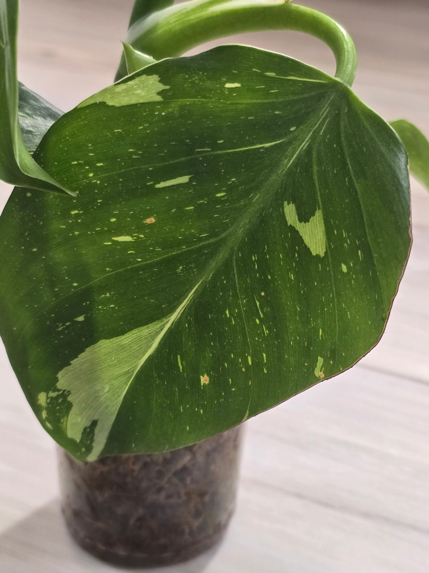 Philodendron White Wizard #1