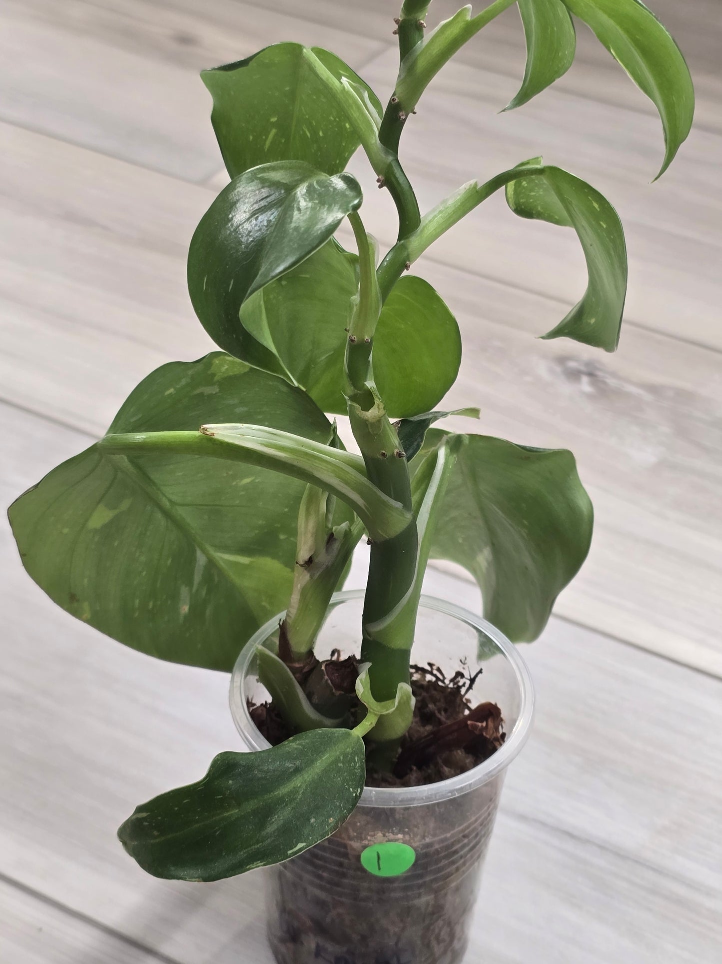 Philodendron White Wizard #1