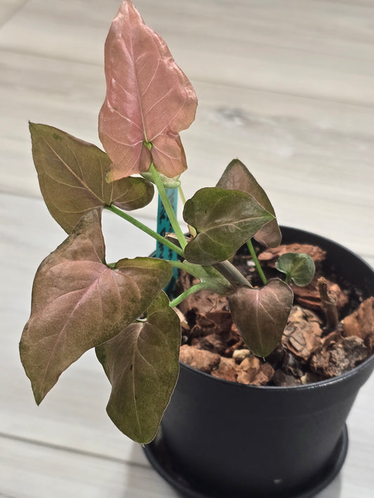 Syngonium Pink Emerald