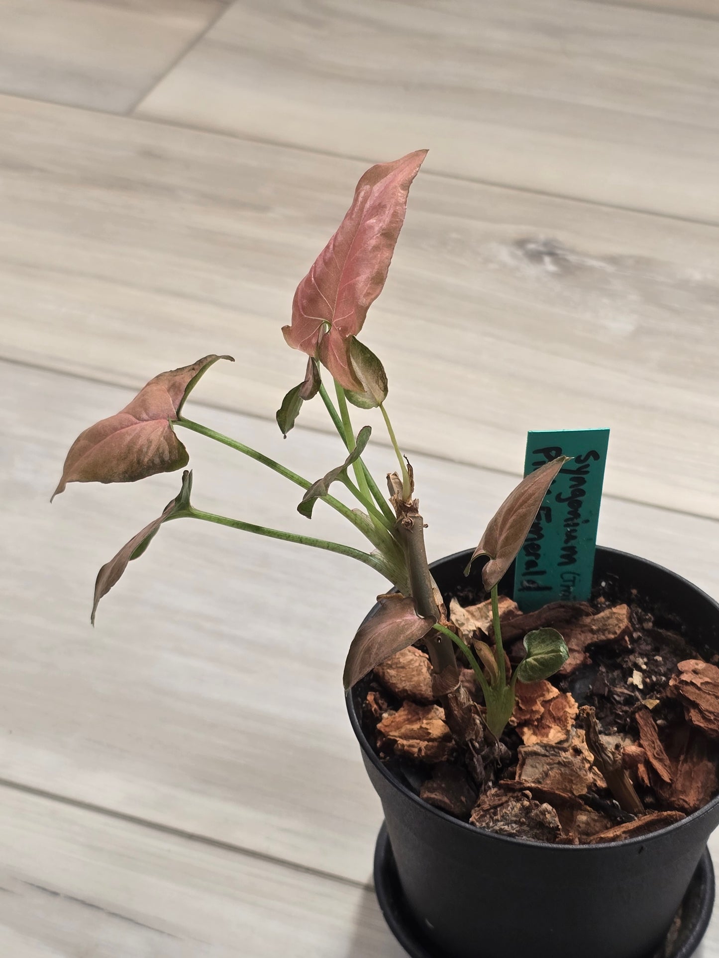 Syngonium Pink Emerald