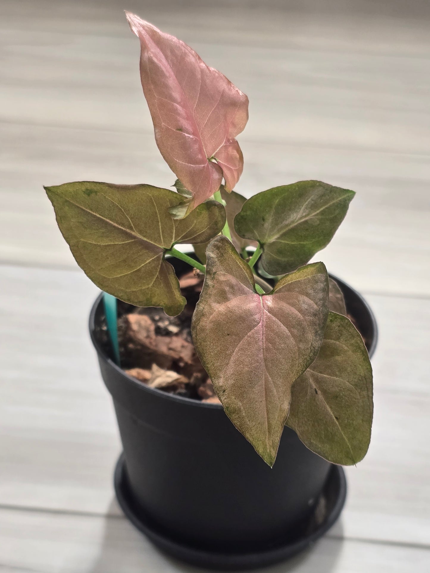 Syngonium Pink Emerald