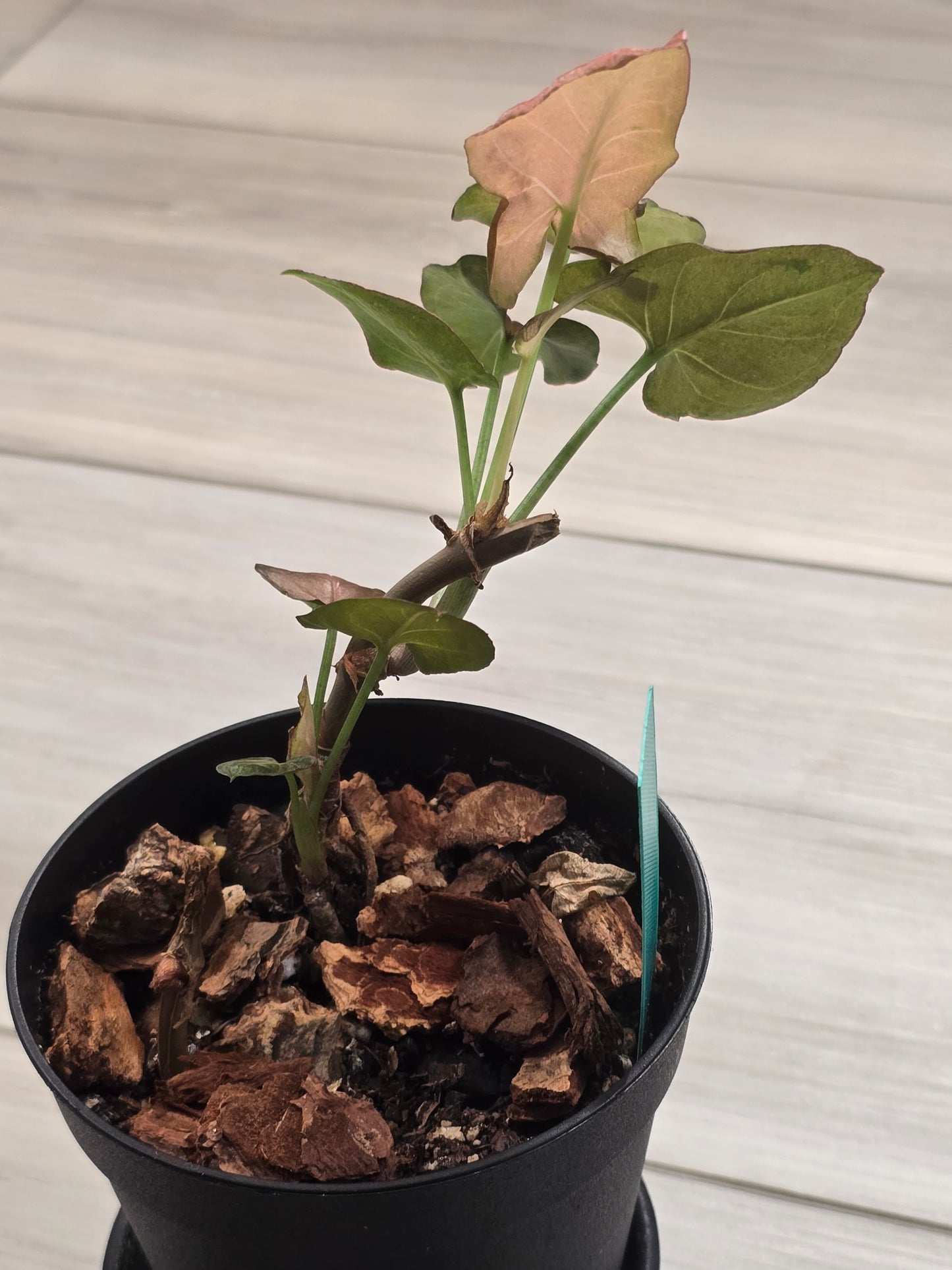 Syngonium Pink Emerald