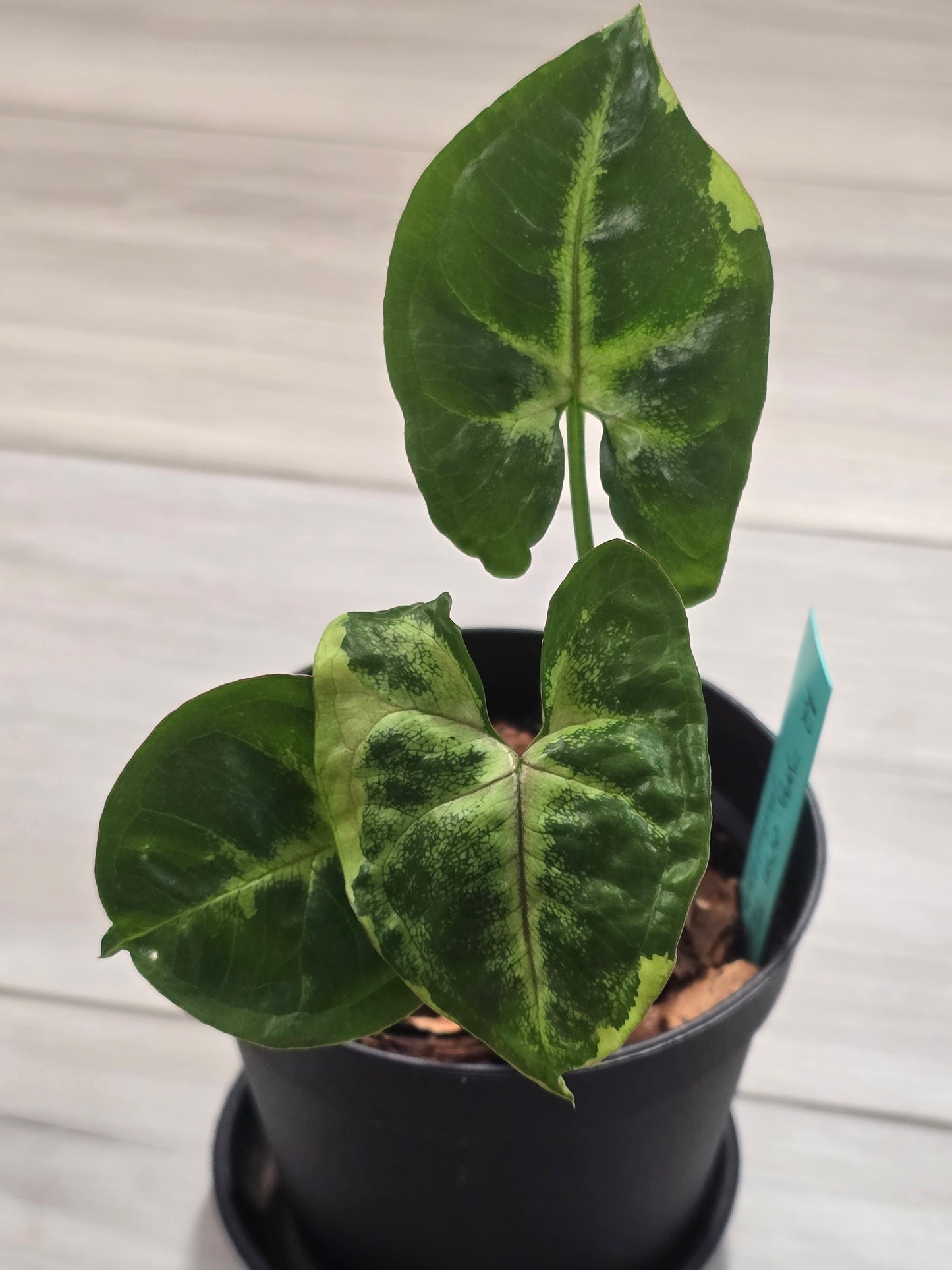 Syngonium Orm Thong Mutation #12