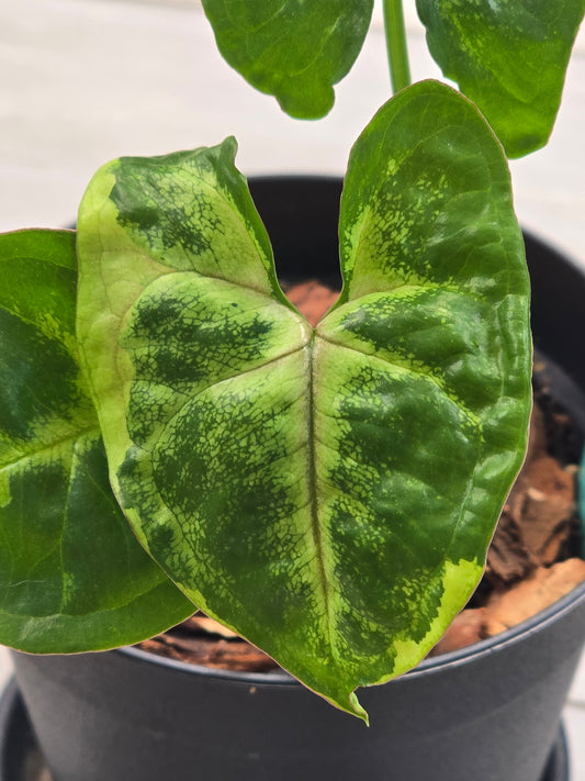 Syngonium Orm Thong Mutation #12