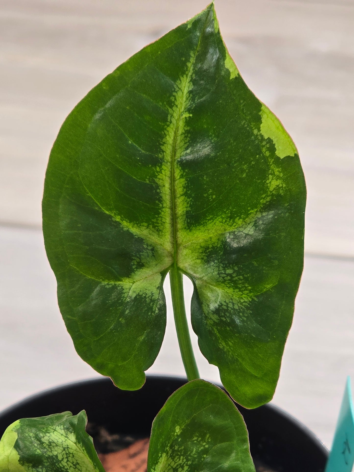 Syngonium Orm Thong Mutation #12