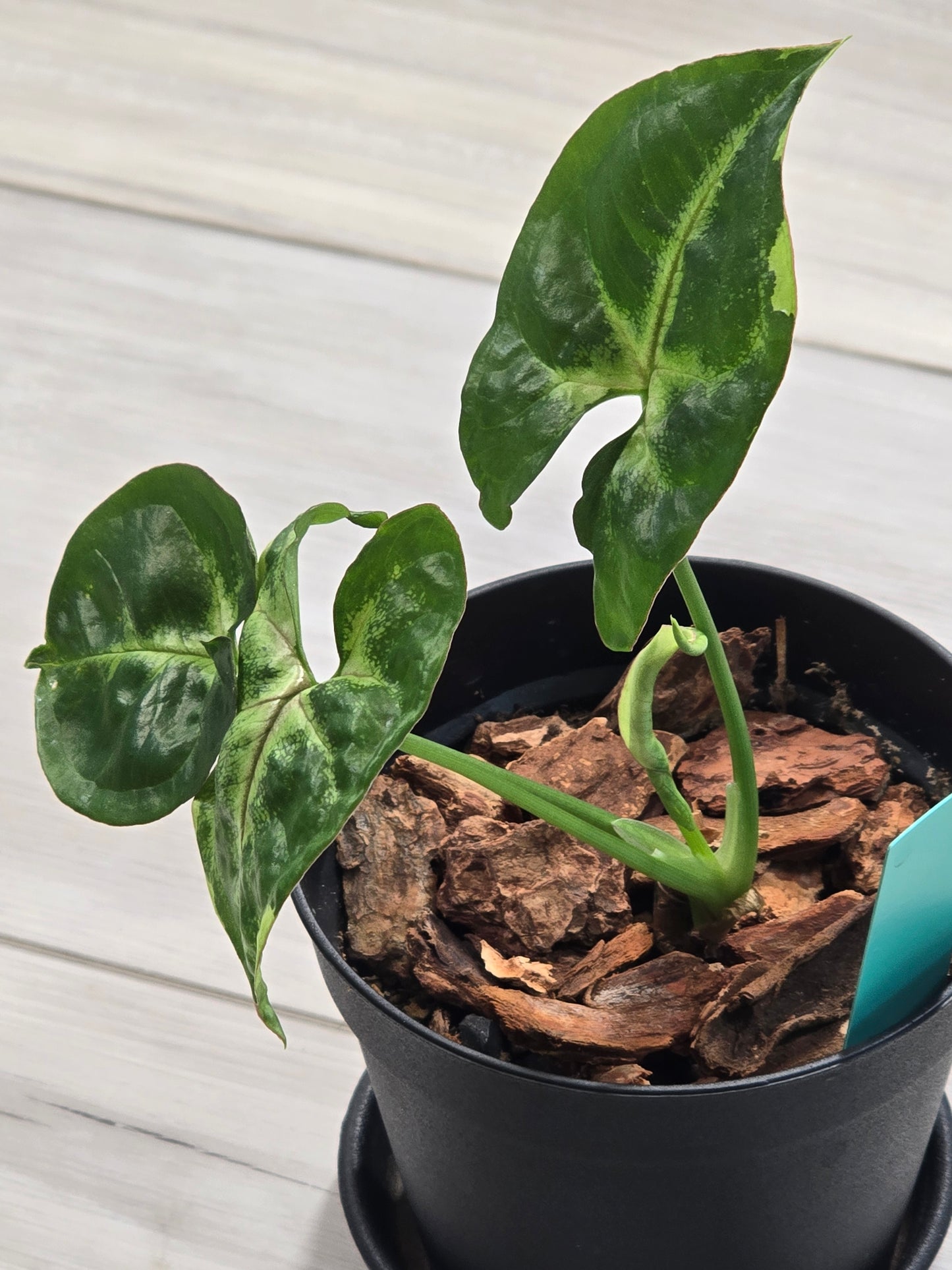 Syngonium Orm Thong Mutation #12