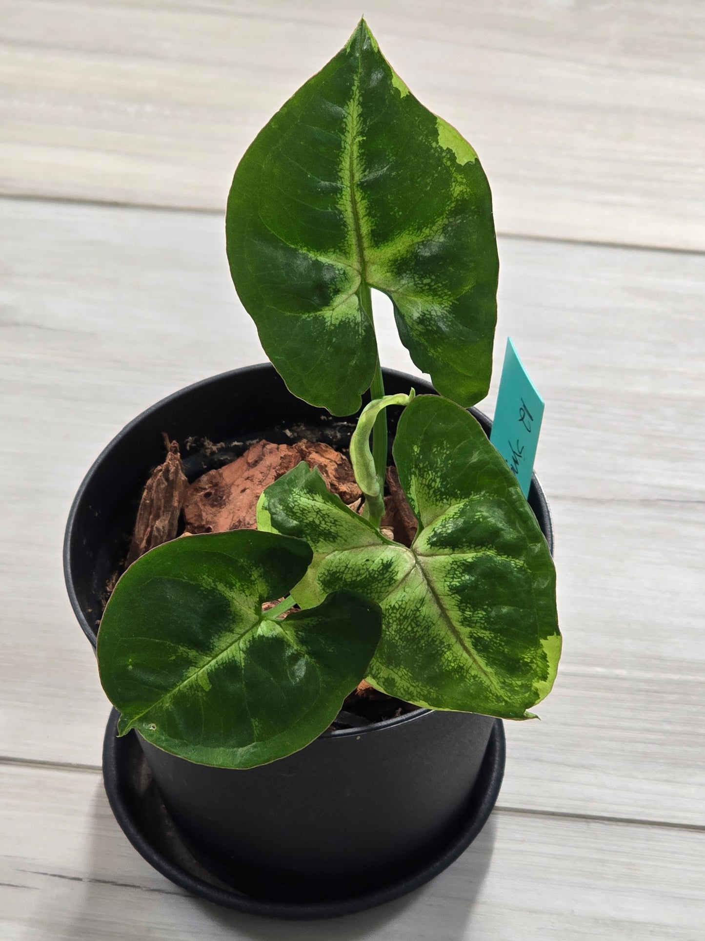 Syngonium Orm Thong Mutation #12