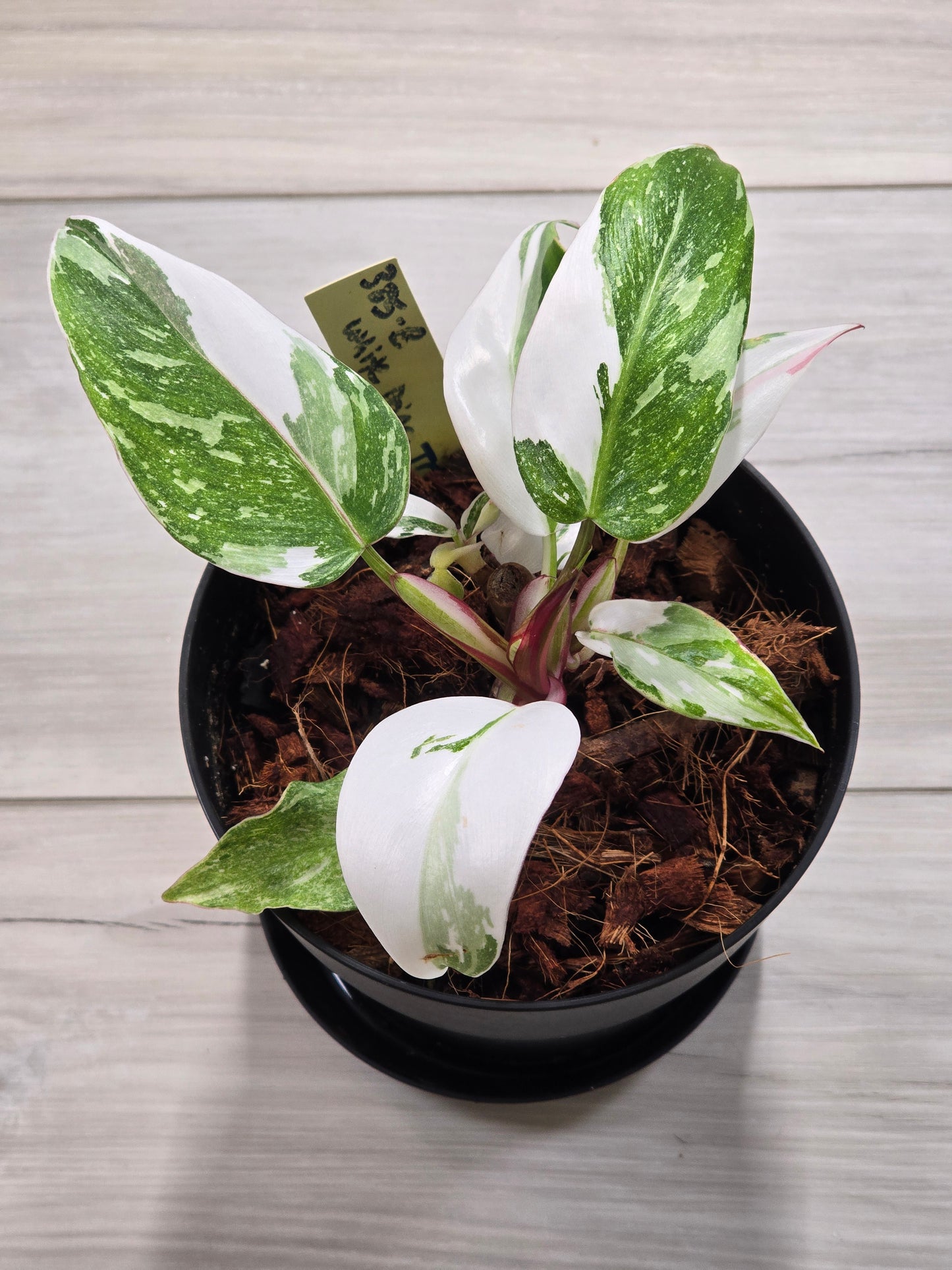 Philodendron White Princess Tricolor #385
