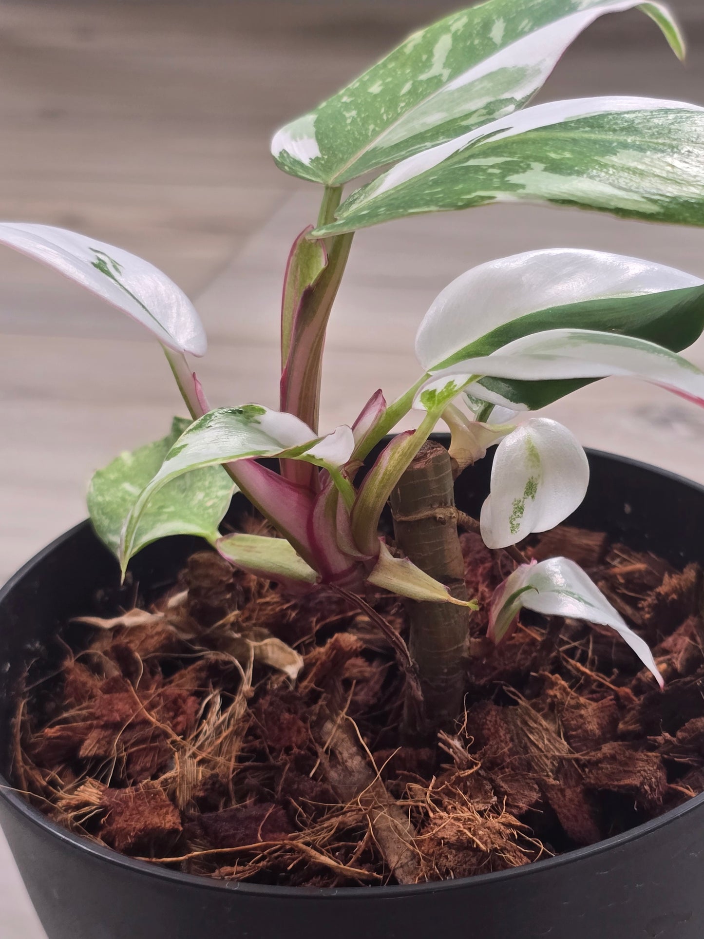 Philodendron White Princess Tricolor #385