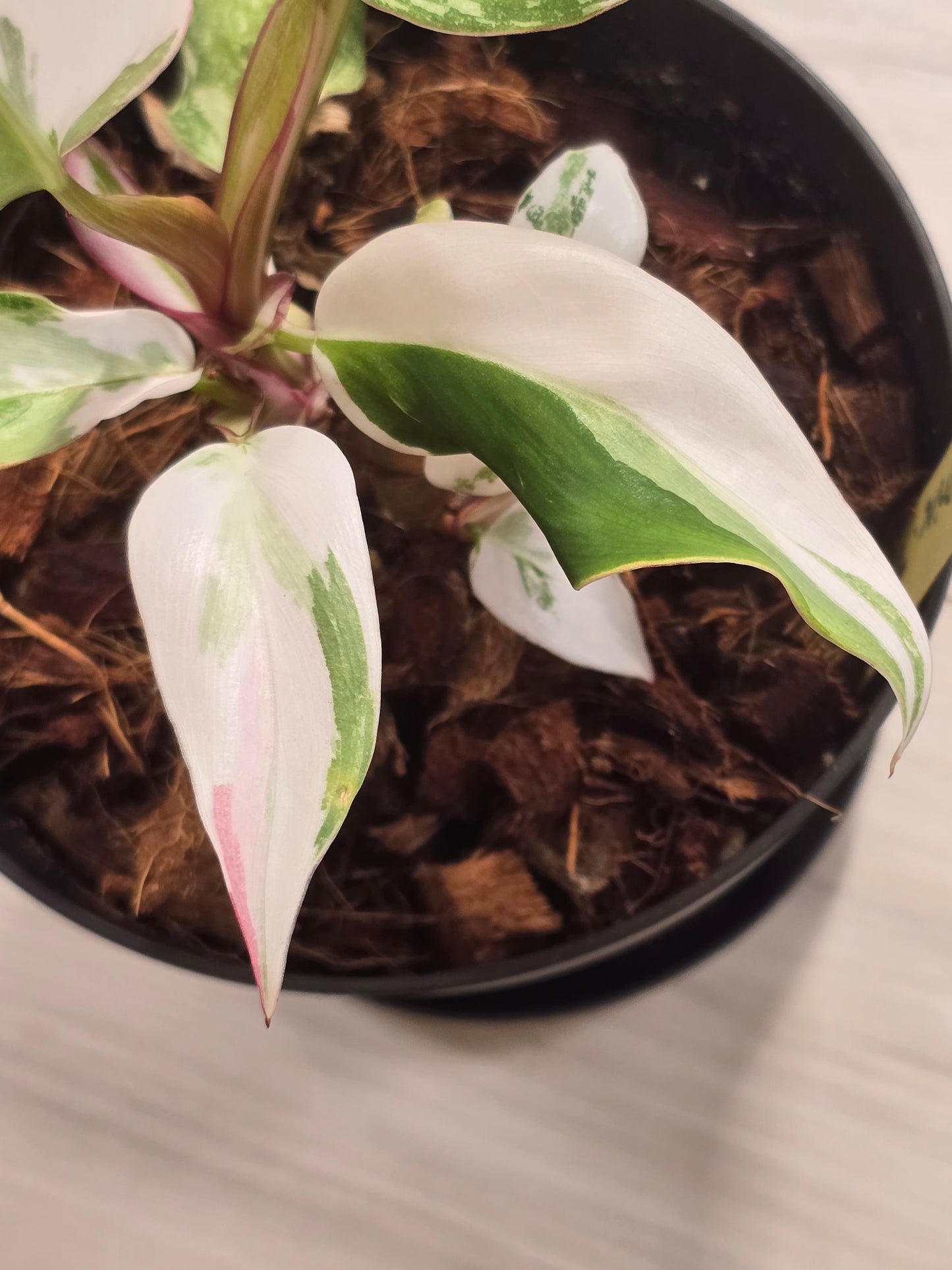 Philodendron White Princess Tricolor #385