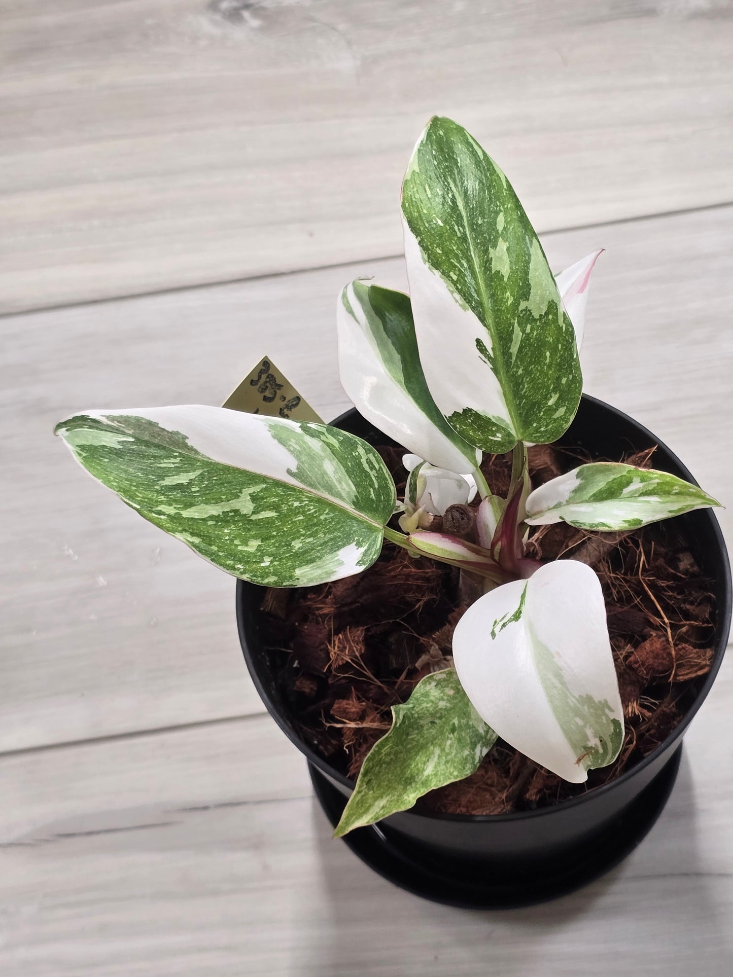 Philodendron White Princess Tricolor #385