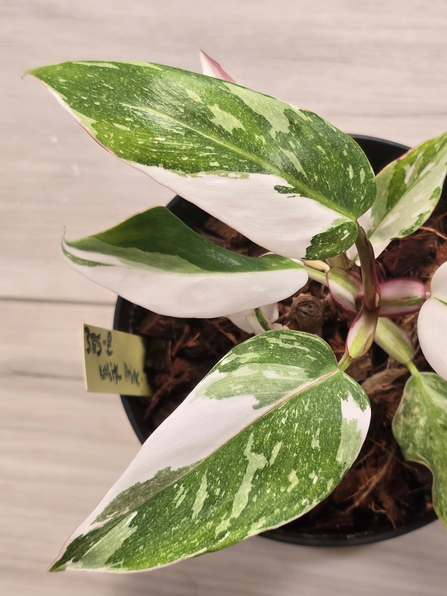 Philodendron White Princess Tricolor #385