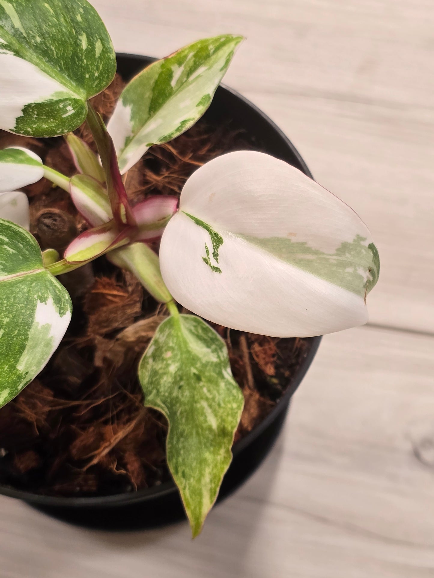 Philodendron White Princess Tricolor #385