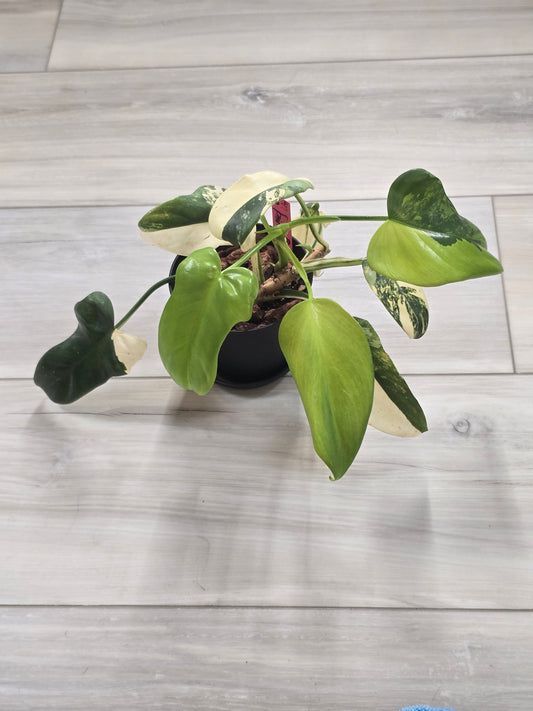 Philodendron Bipennifolium Variegated #49