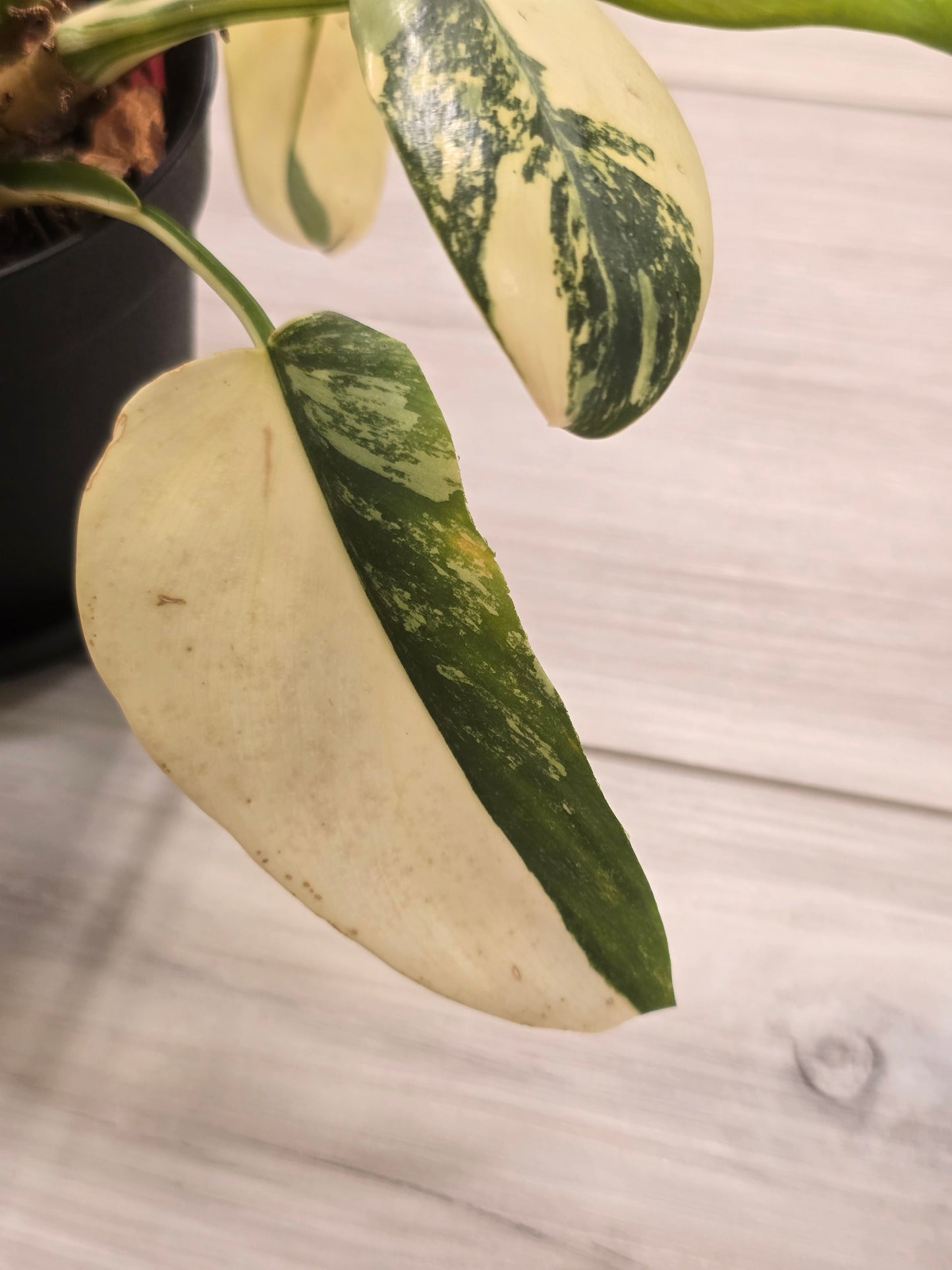Philodendron Bipennifolium Variegated #49